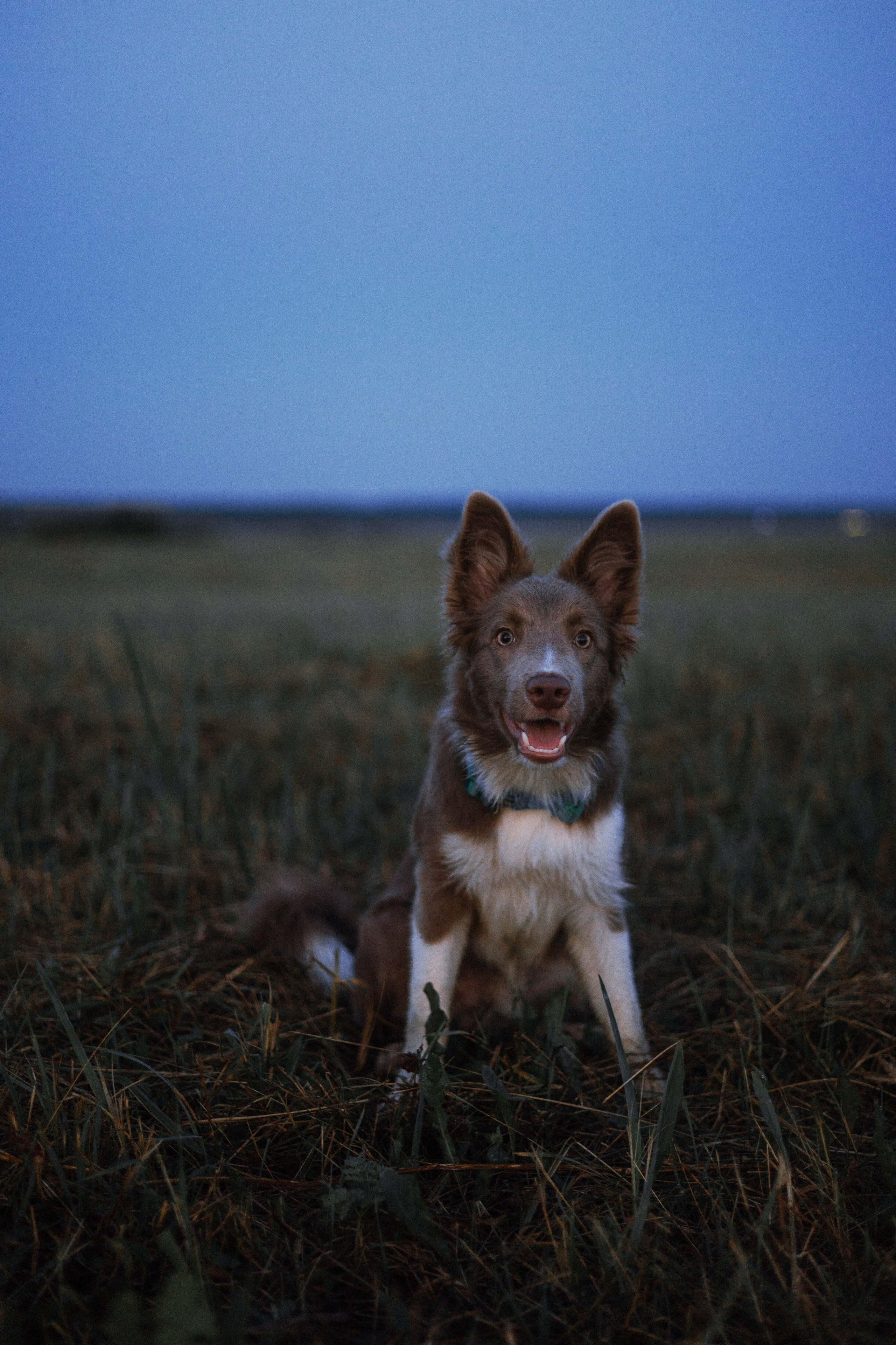 Полина и Паддингтон. Фотограф-анималист Богданова Полина