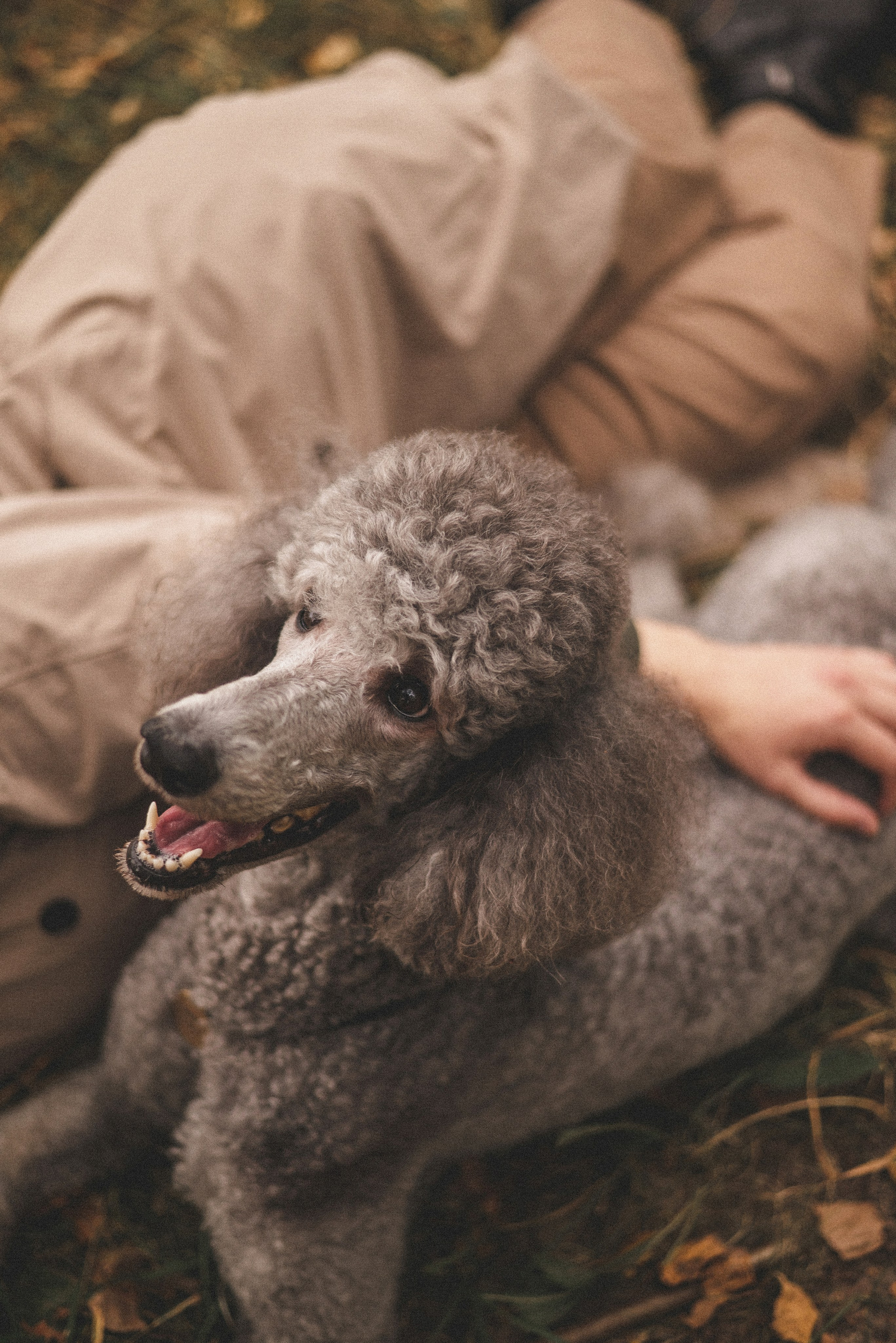 Алёна и Смоки. Фотограф-анималист Богданова Полина