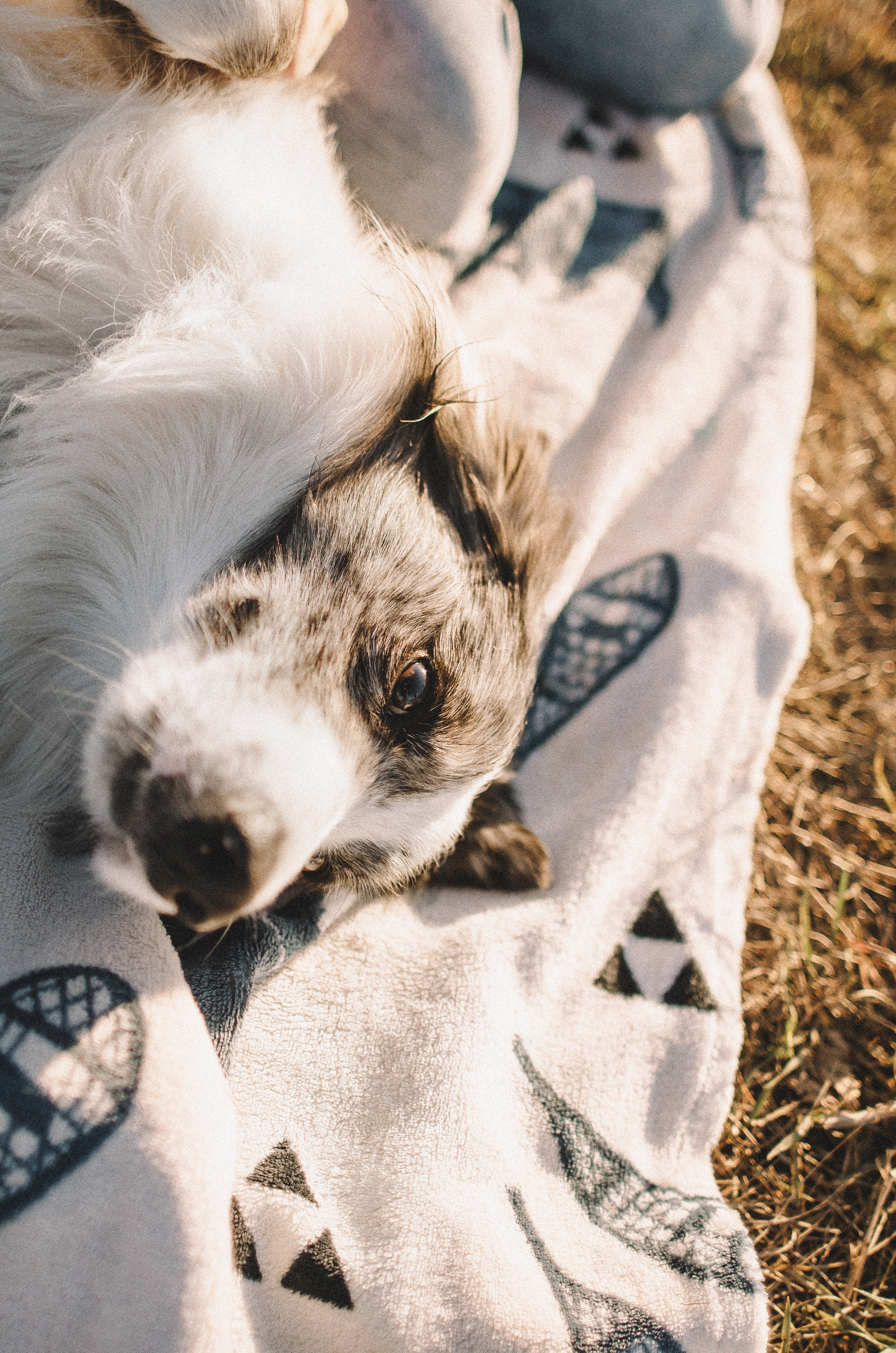 Таня и Бриллиант. Фотограф-анималист Богданова Полина