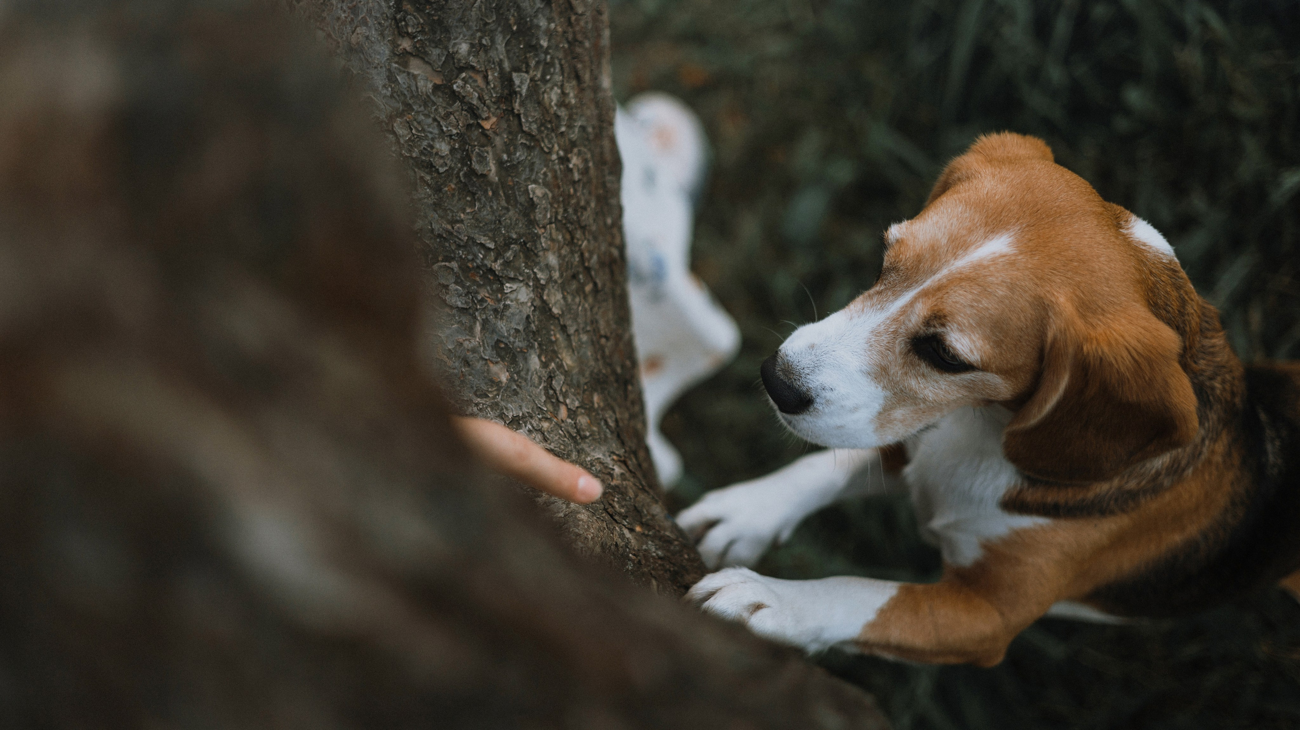 Лиза и Сара. Фотограф-анималист Богданова Полина