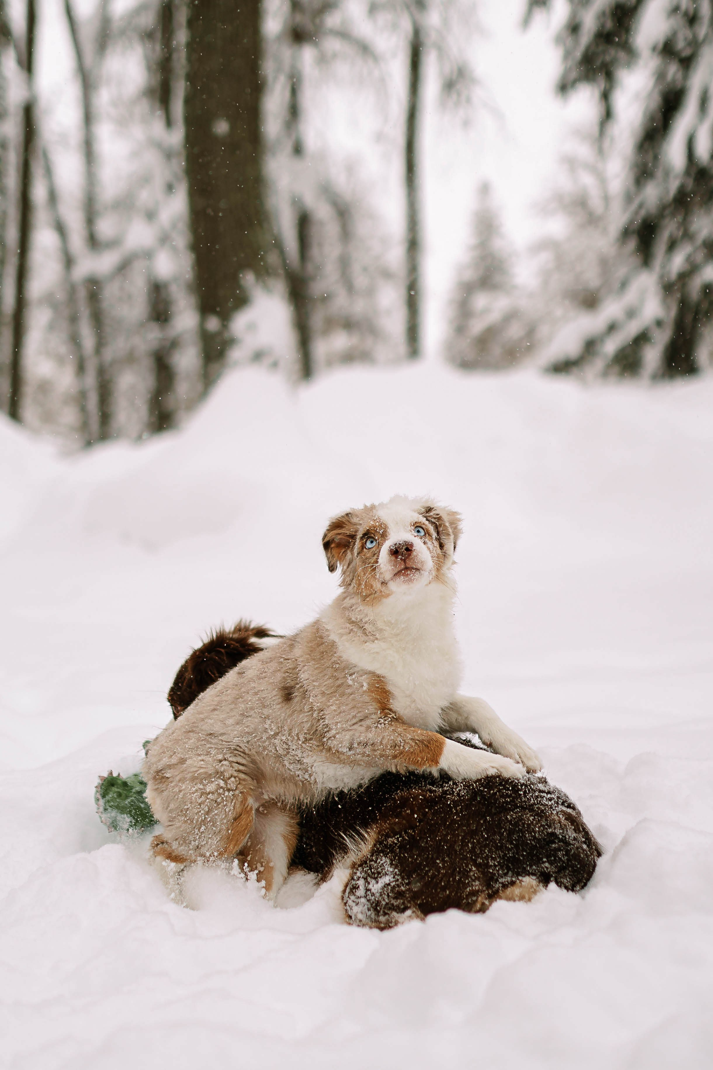 Миниатюрные американские овчарки. Прогулка в парке. Фотограф Александра Кузнецова