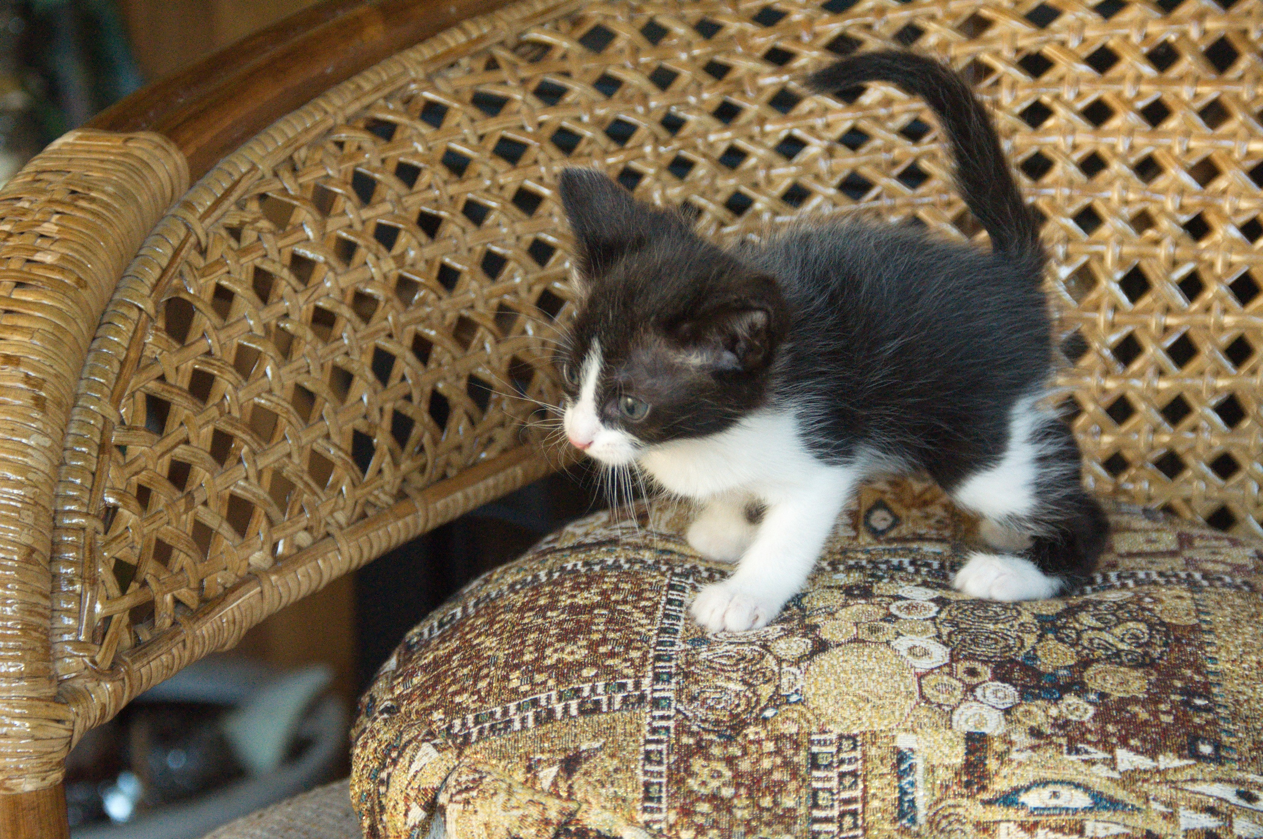 Котята на кушетке. Фотограф Евгений Симохин