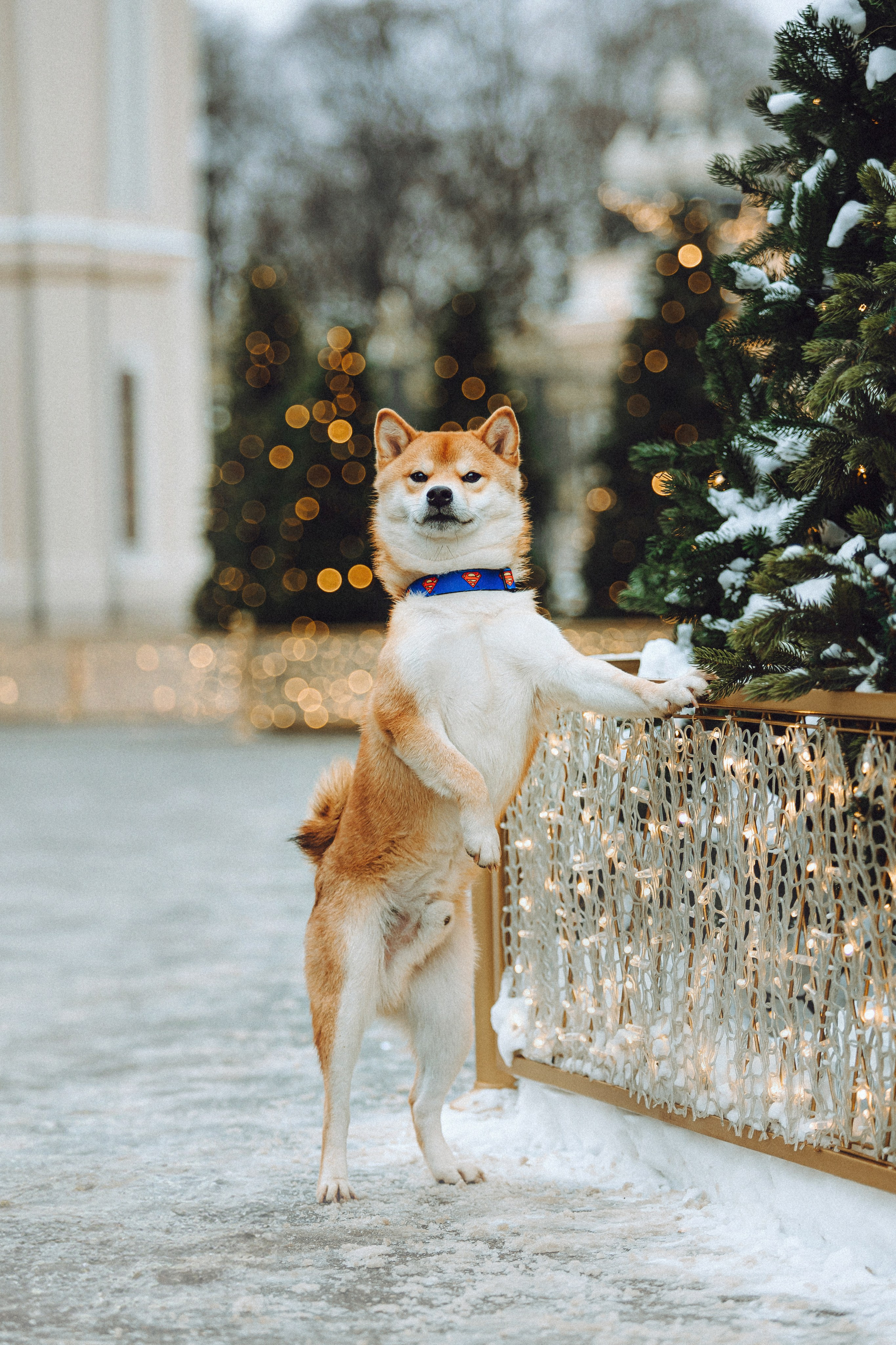 Настя и Ронин