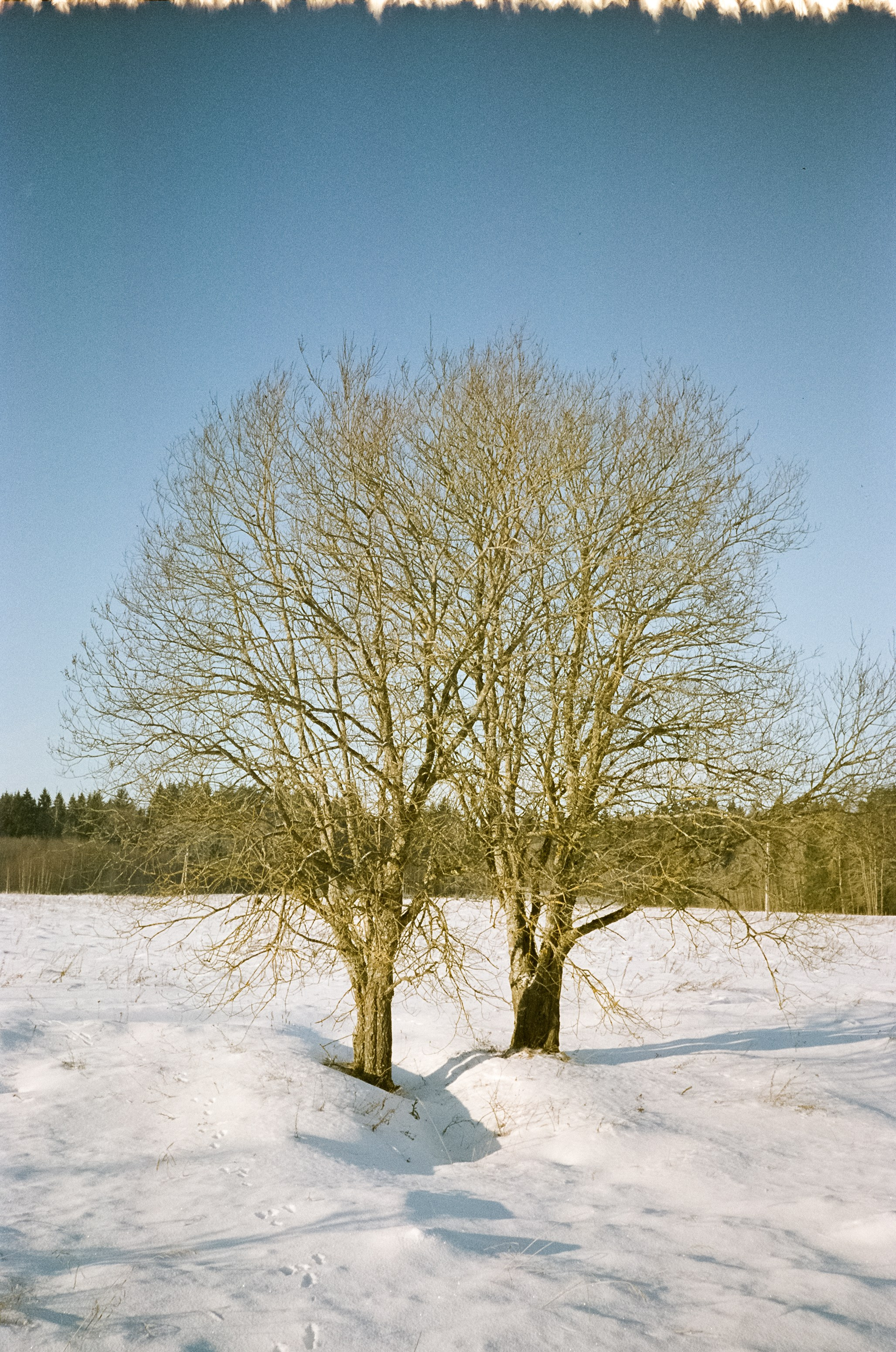 Chinon Auto 3001 (2) / Fuji Eterna 250D (ISO 100) / Давыдовское, Лукин