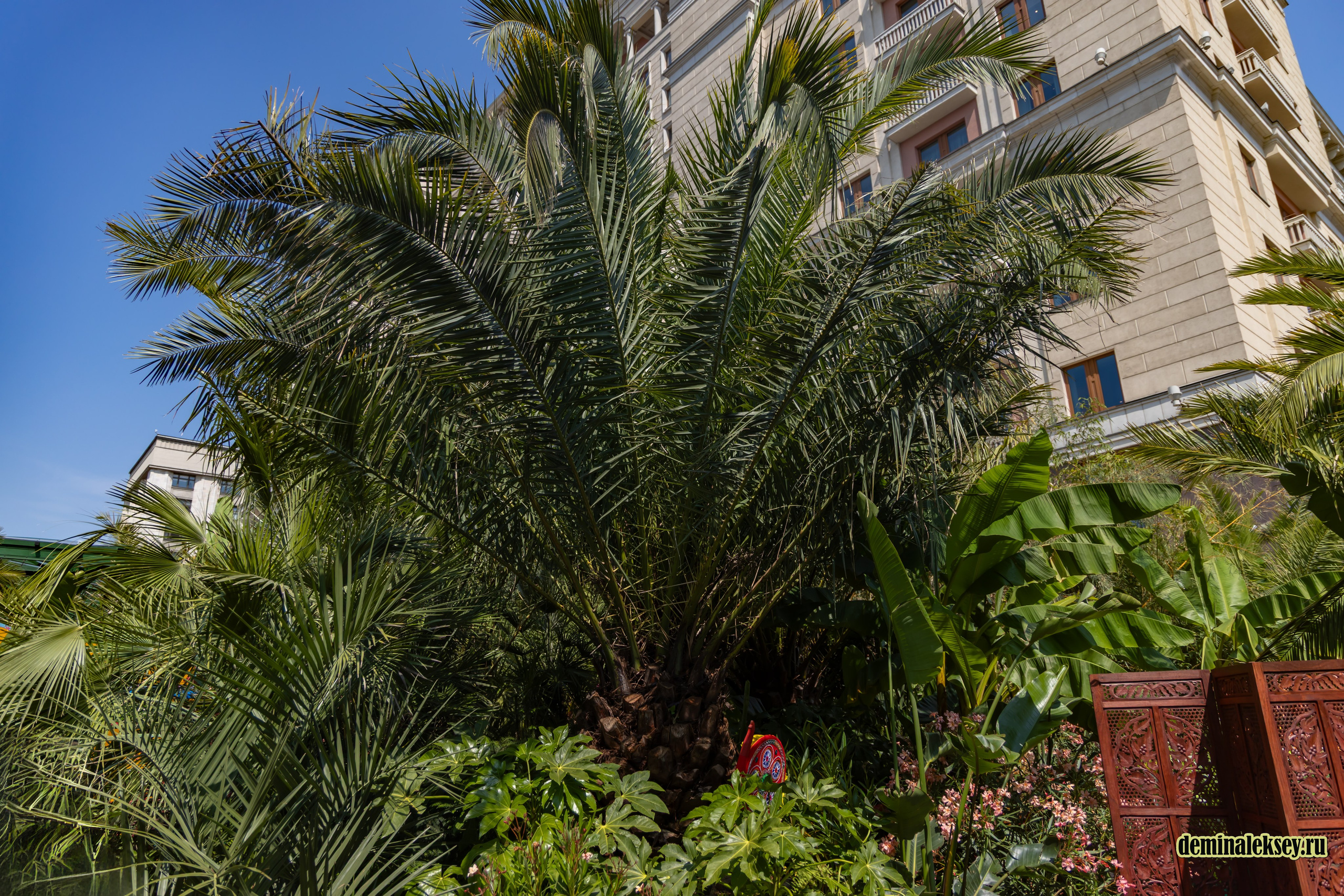 Фестиваль Дни индии на Манежной площади. Репортажный, семейный и студийный фотограф в Москве Демин Алексей