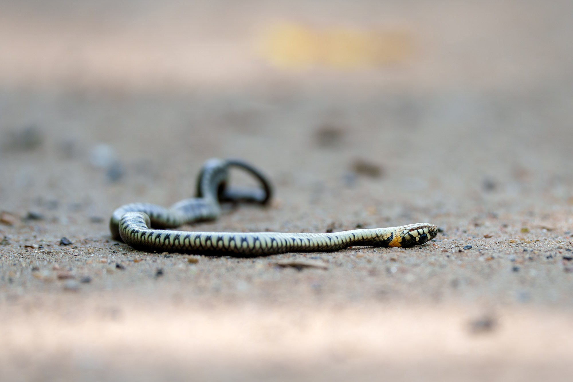 Животные. Ваш личный фотограф Марина Волкова