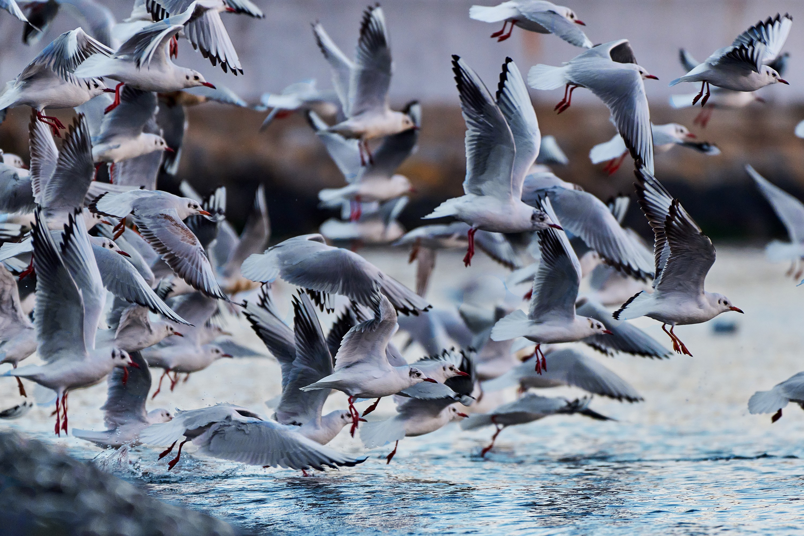 Фотографии животных. Яркие фото на Чёрном море