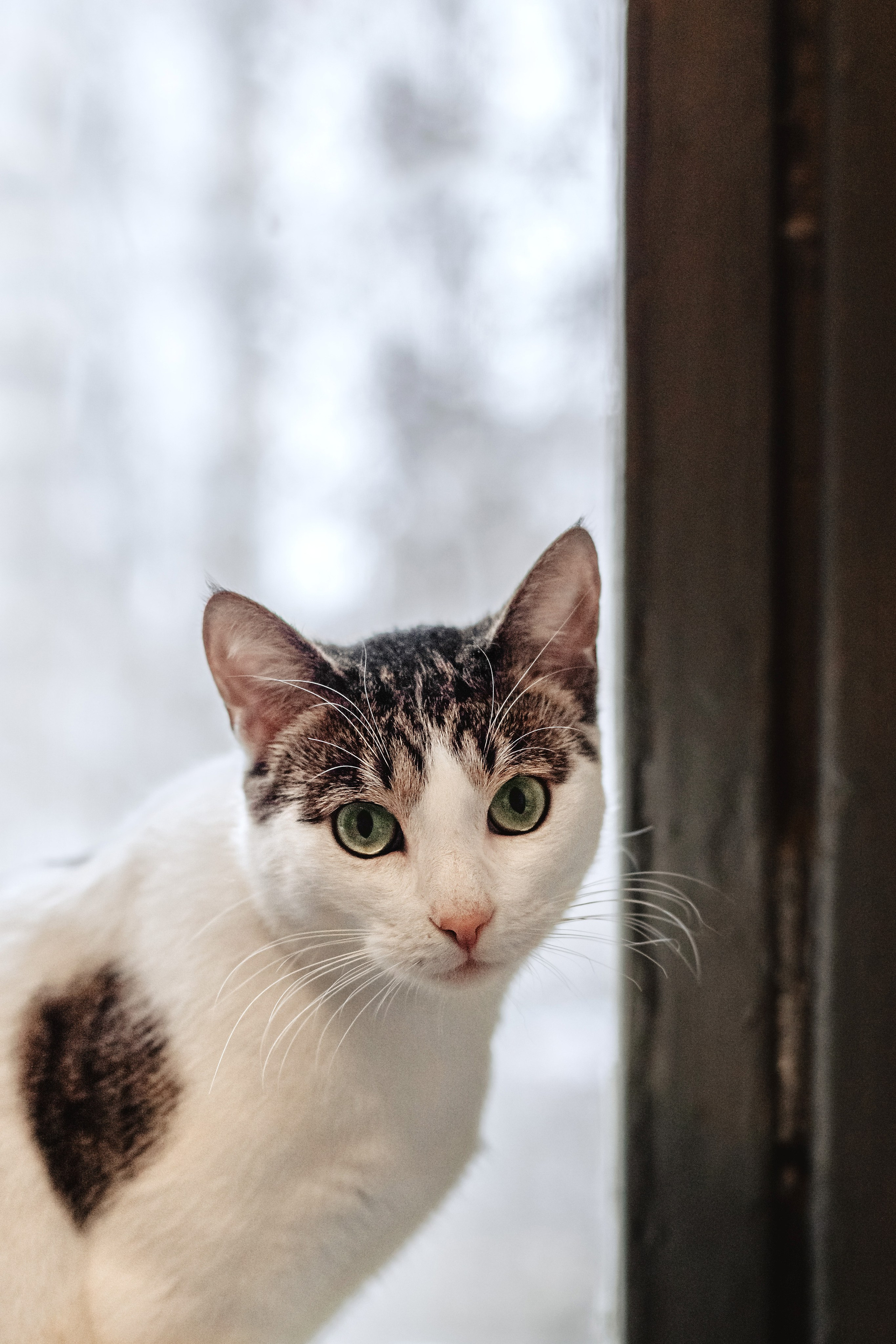 Кошки в поиске дома 2025. Фотограф-анималист Татьяна Степанова