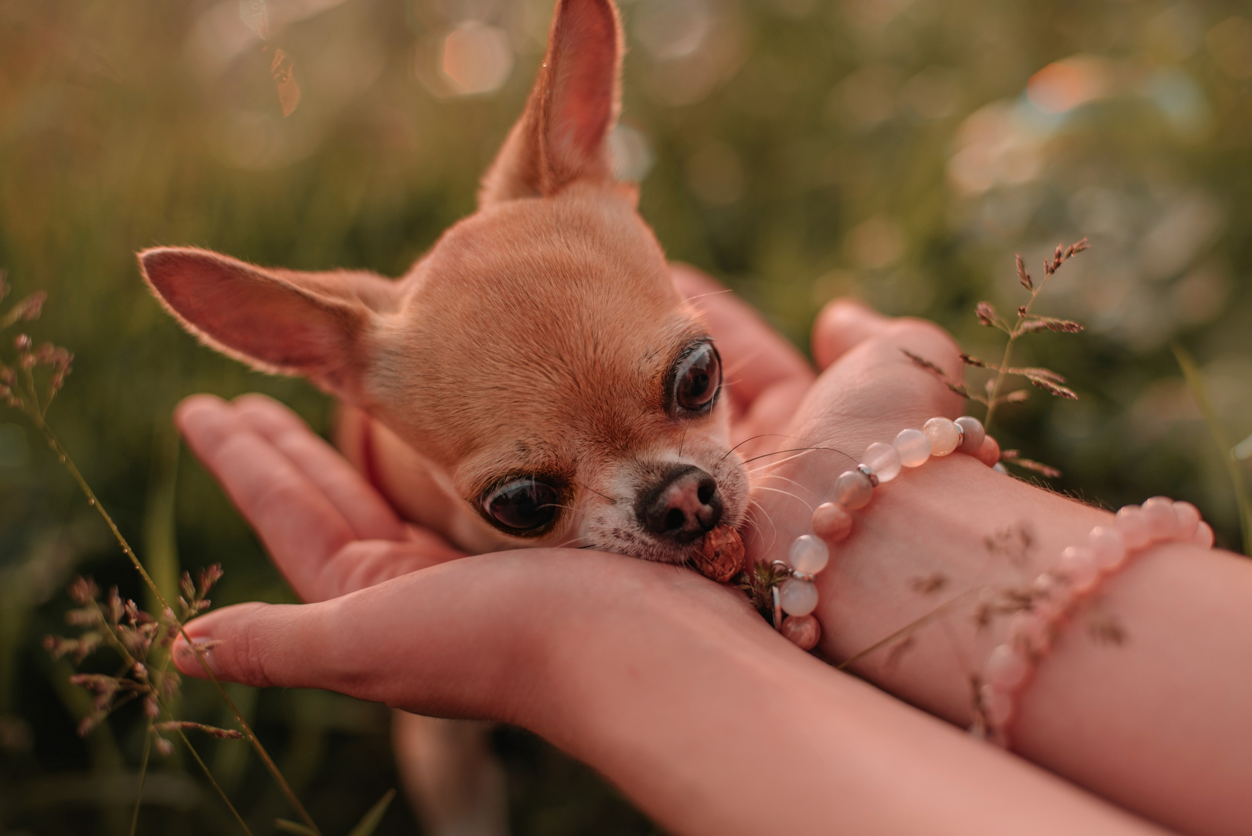 Прогулка: чихуахуа Хенни и Алина во Владивостоке. Портфолио