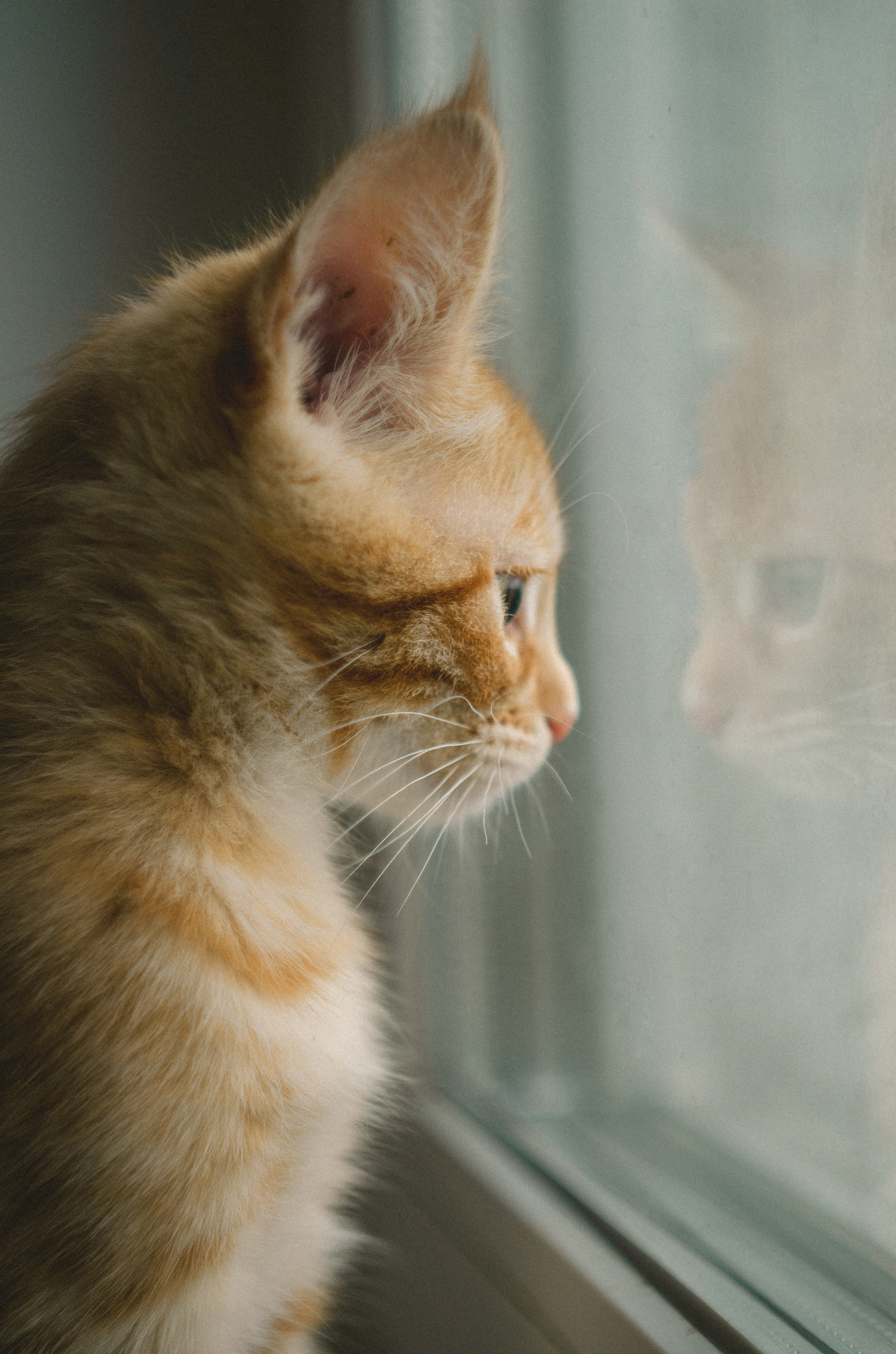 Животные. Varezhka photo | фотограф для души