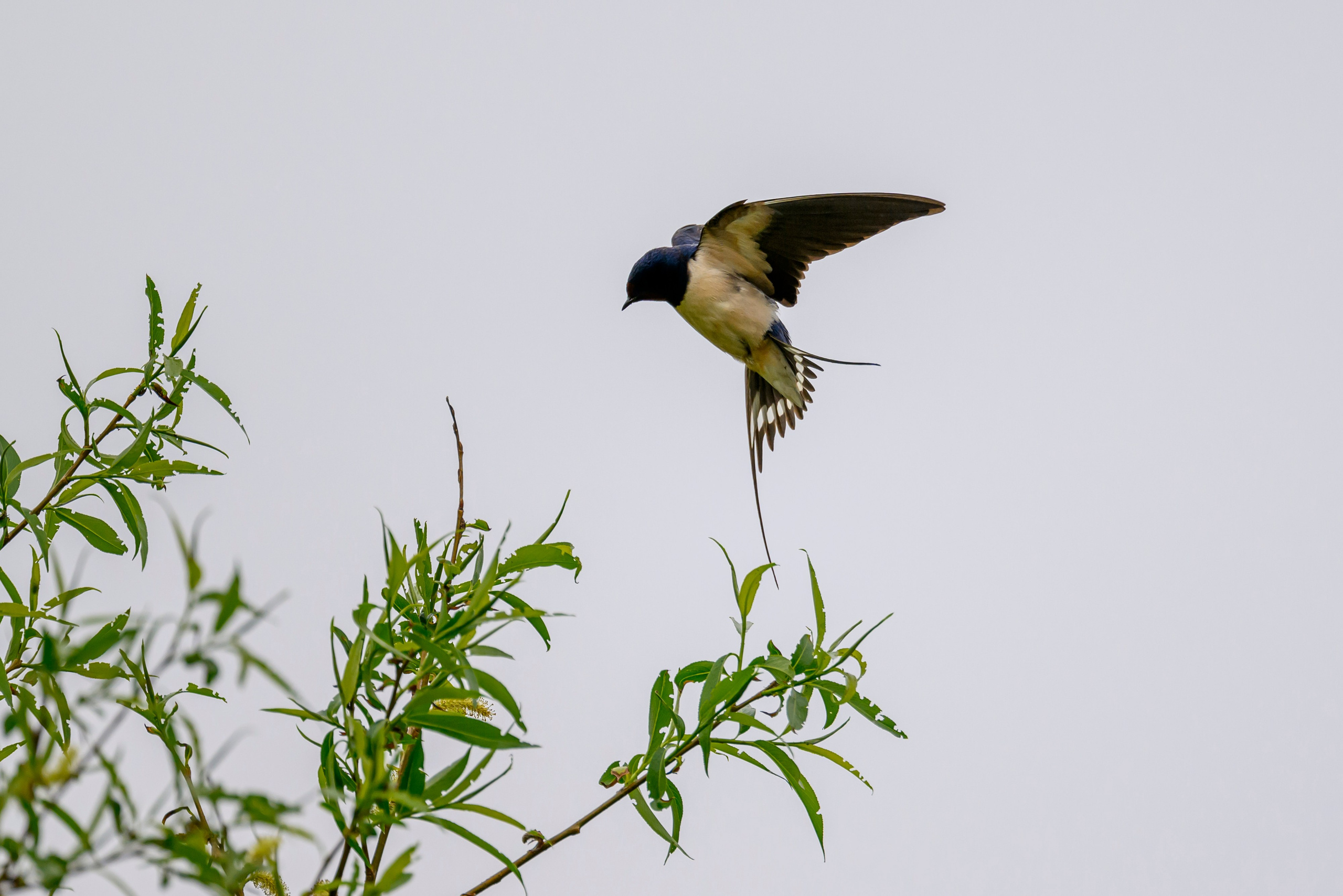 Болотные совы и лунь. Wildlife photography by Sergey Puponin