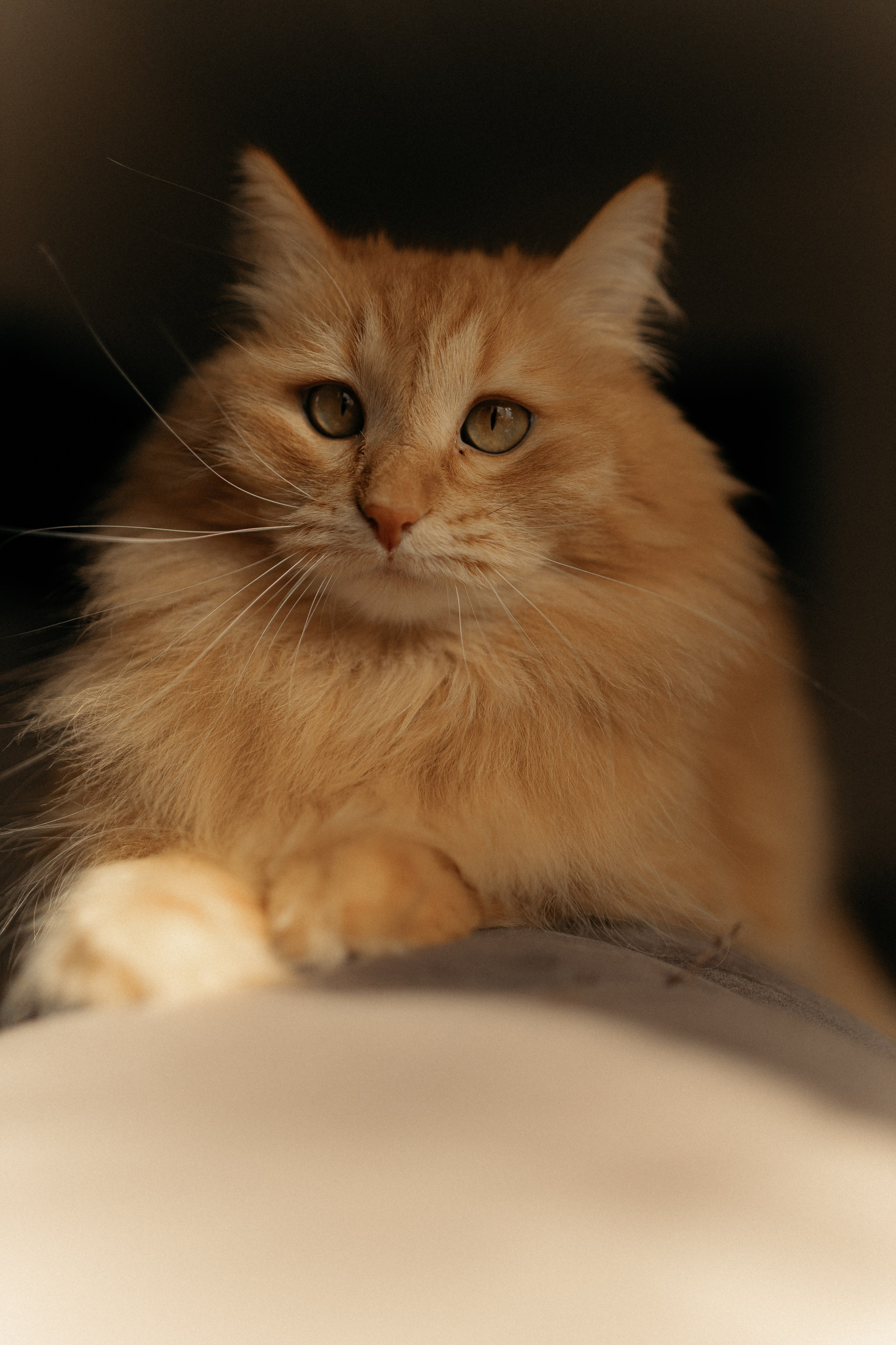 Алиса. DARYA.BELKINA