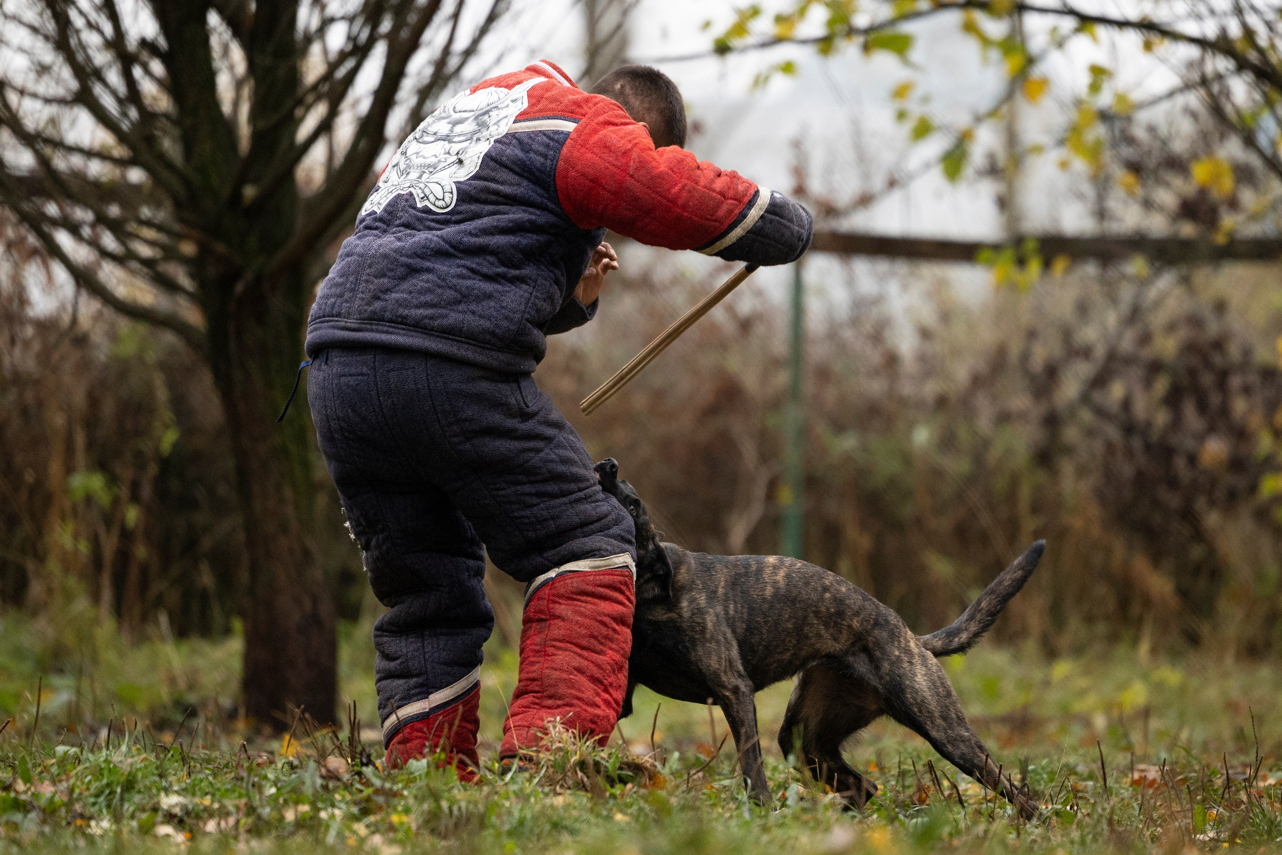 Соревнования по Мондьорингу г. Вологда. Фотограф-анималист Анна Маринич