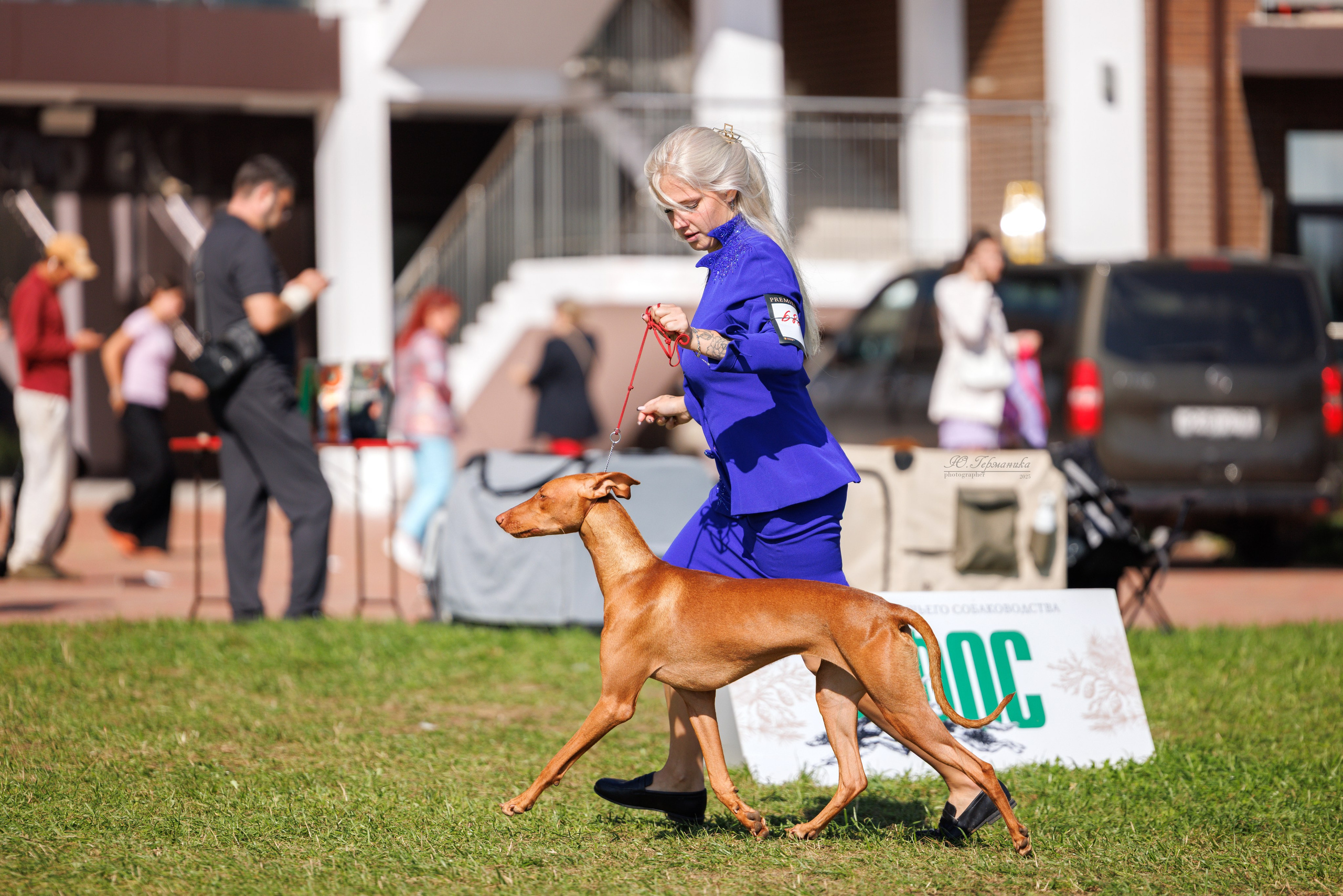 Переславль 5-7.08.2025. Фотограф-анималист Юлия Германика