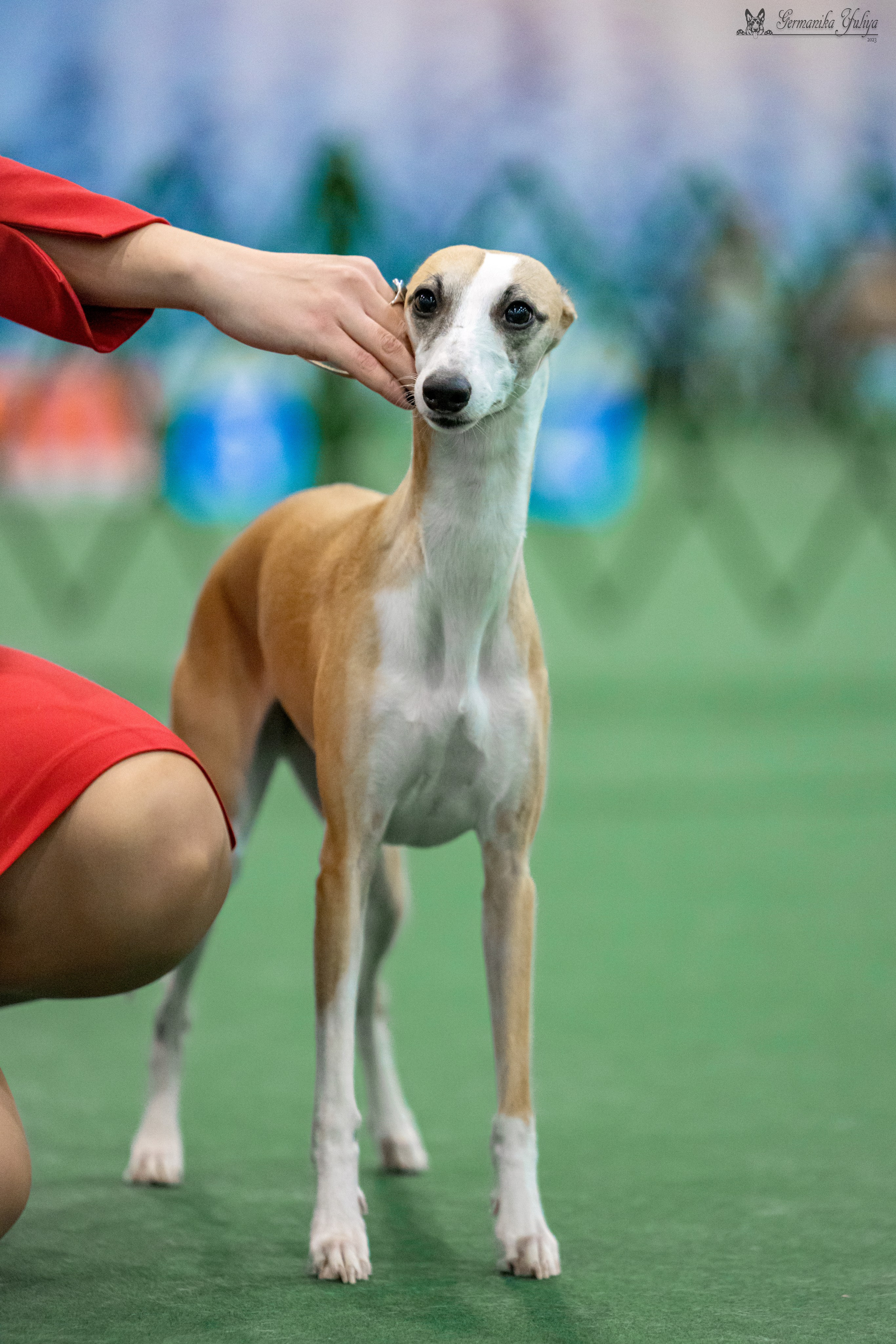 Крокус 3,9 и 10.12.2023. Фотограф-анималист Юлия Германика