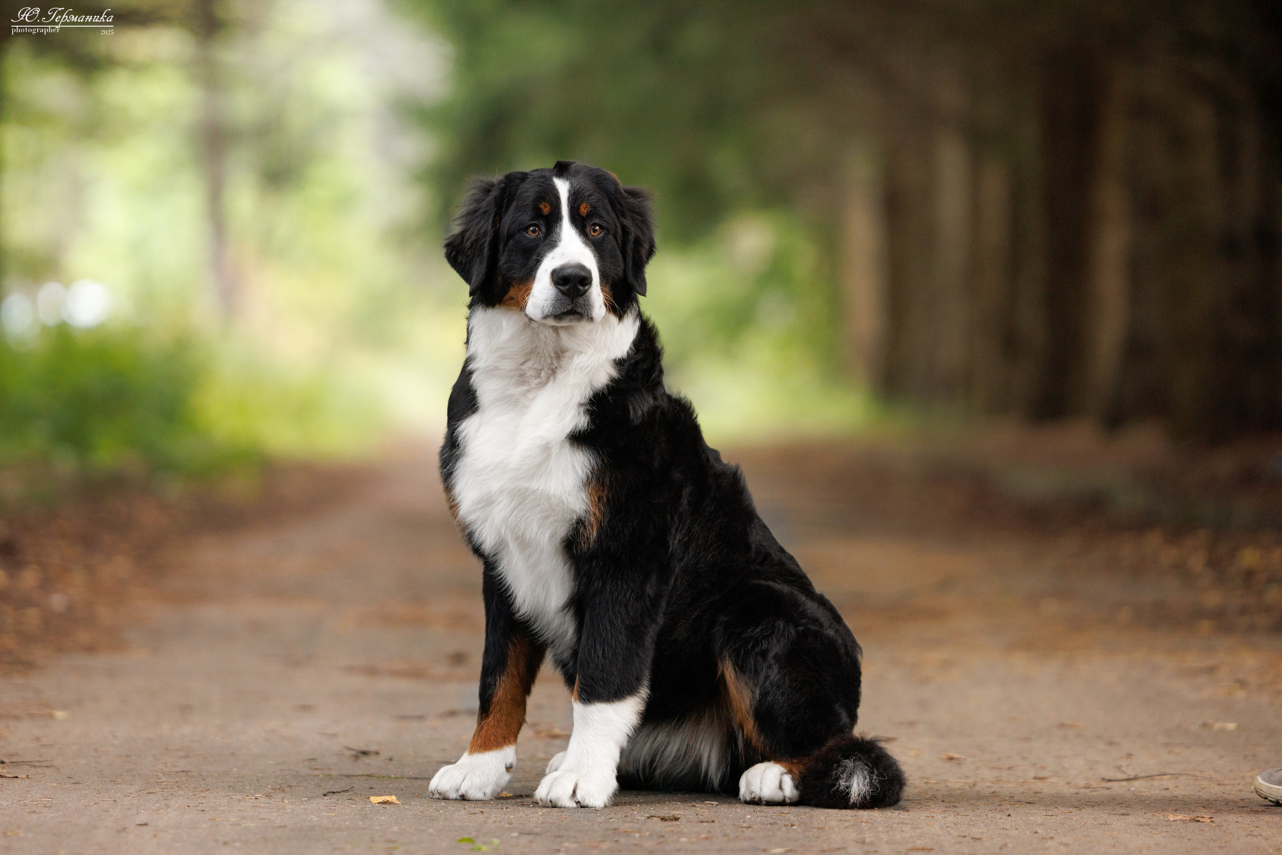 Тверь 10.08.2025. Фотограф-анималист Юлия Германика