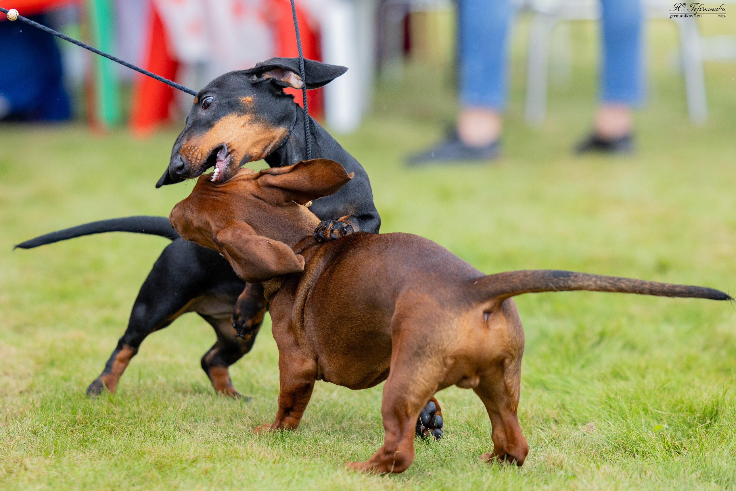 Ярославль 21.07.24 и Балашиха 13.07.24. Фотограф-анималист Юлия Германика