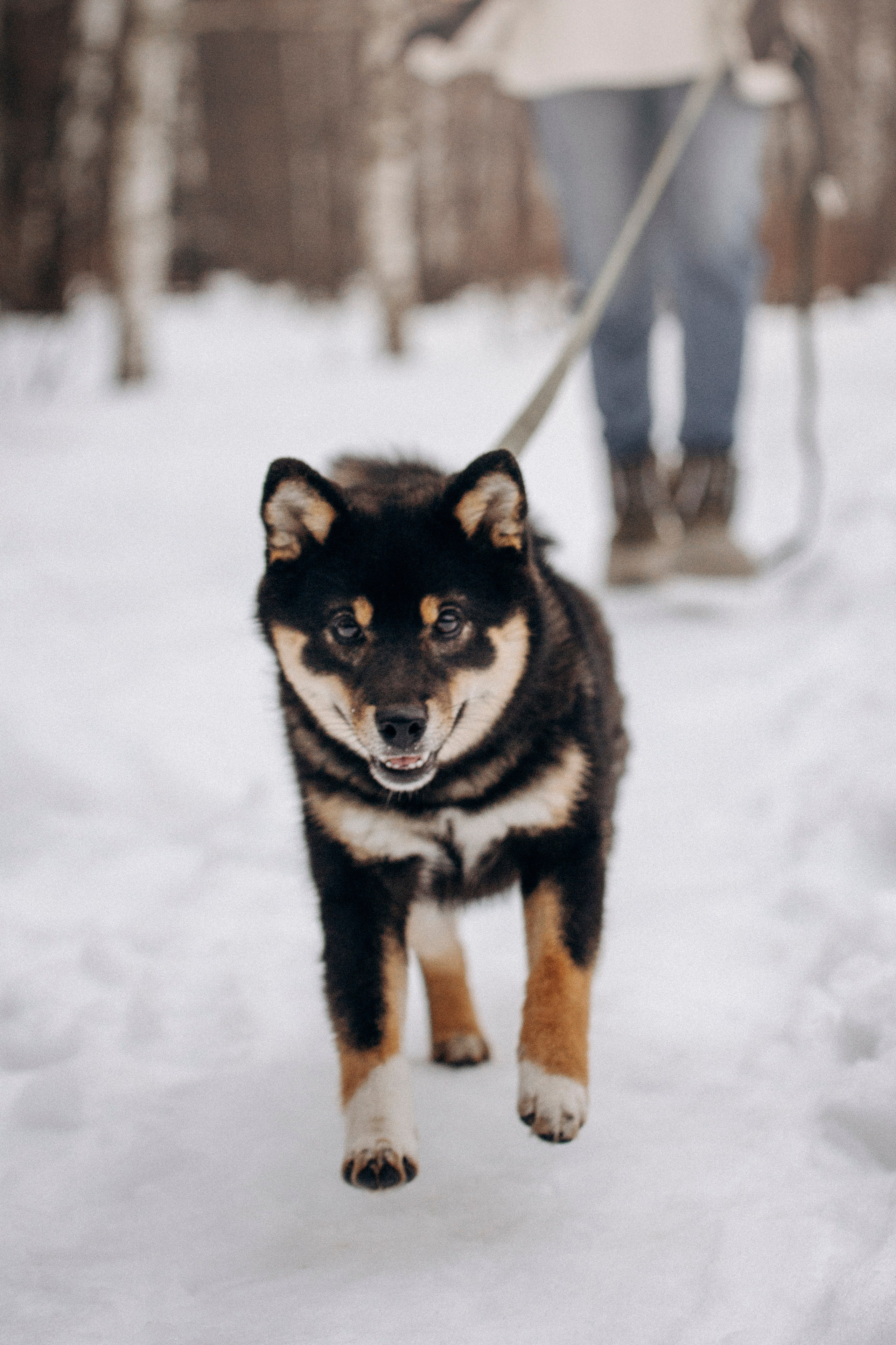 Дарья и Мики. Фотограф — Анималист | Санкт-Петербург