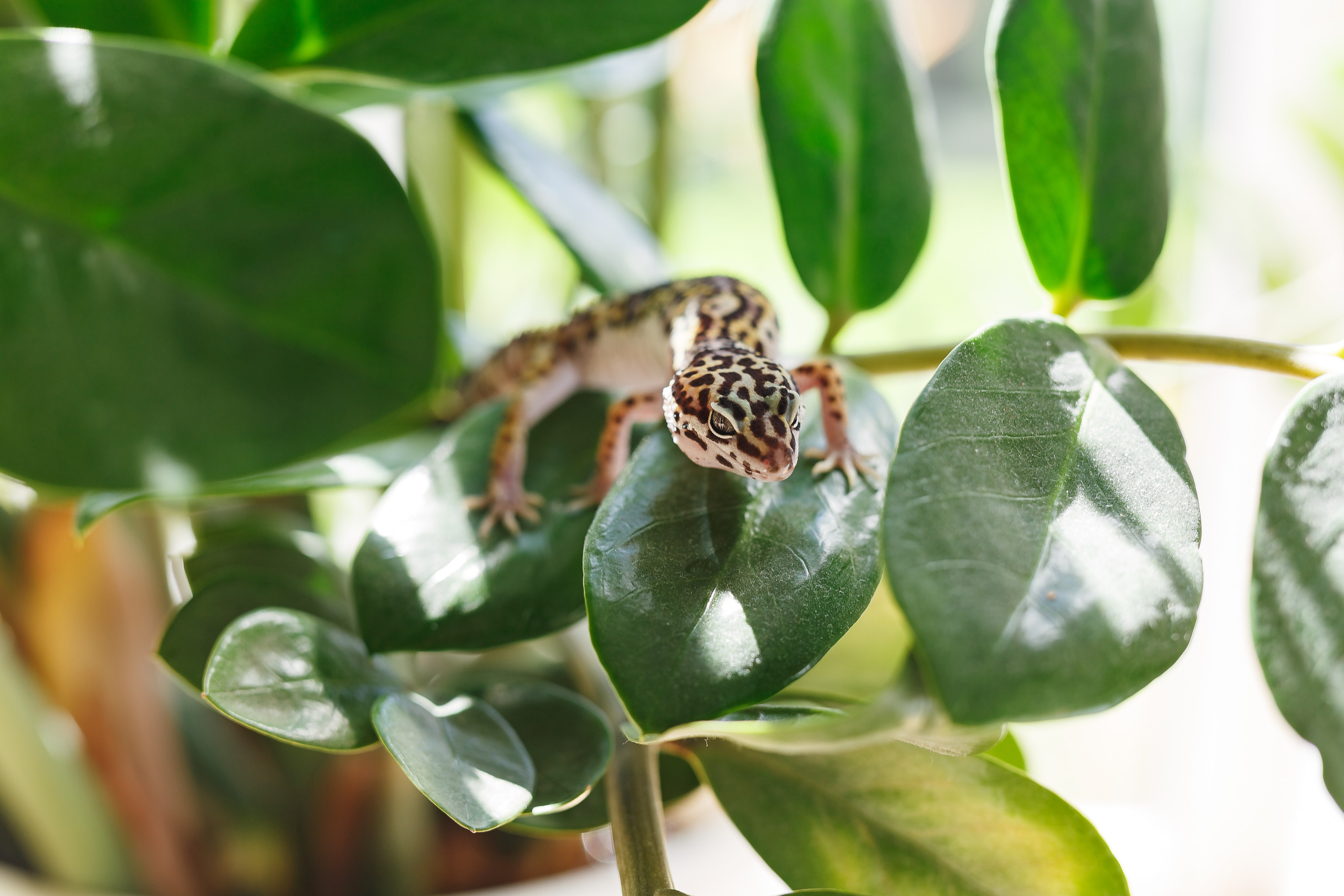 Собаки, кошки и др. животные. Семейный фотограф в Екатеринбурге
