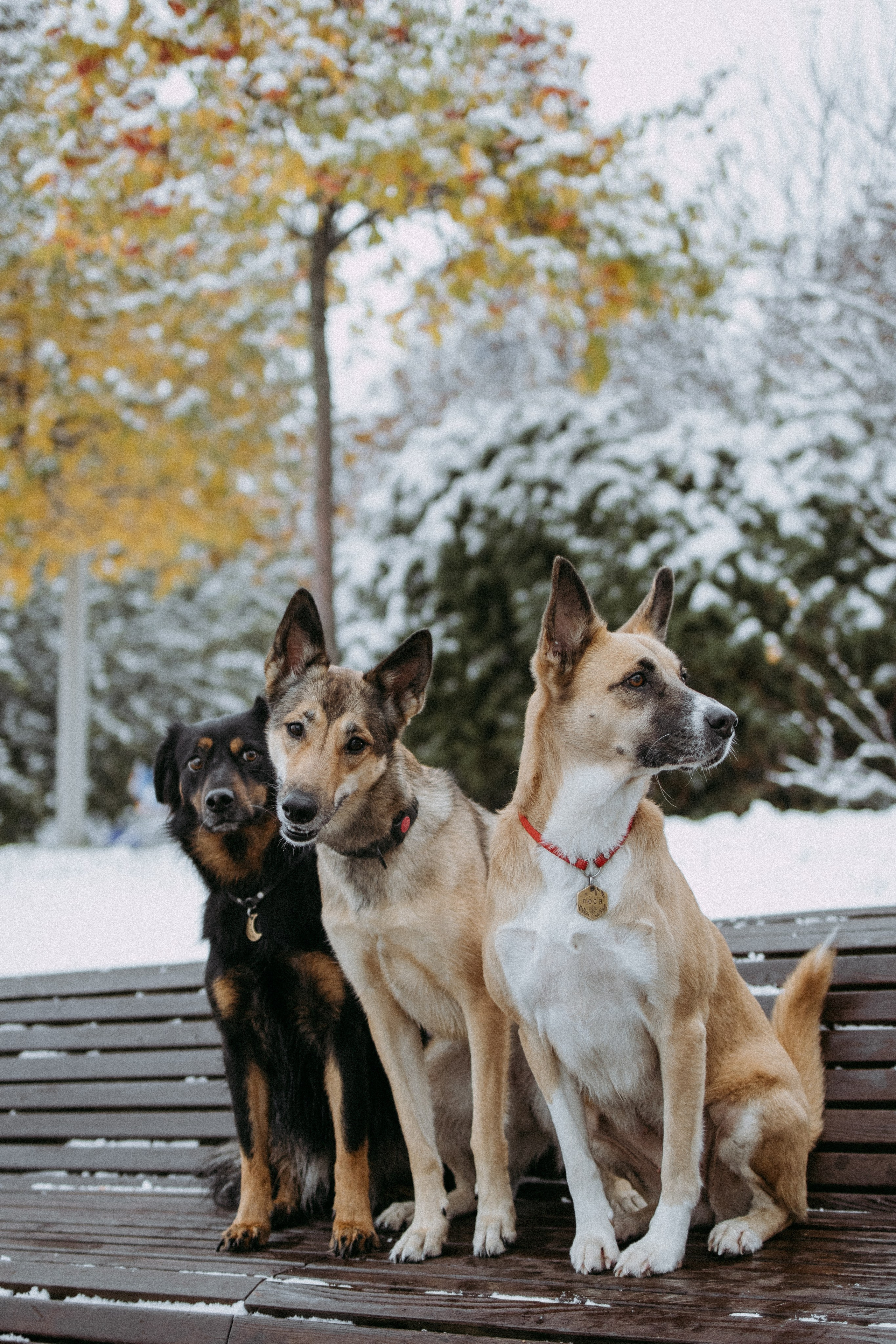Саша, Ксюша и их банда. Фотораф — анималист Мария Шистка