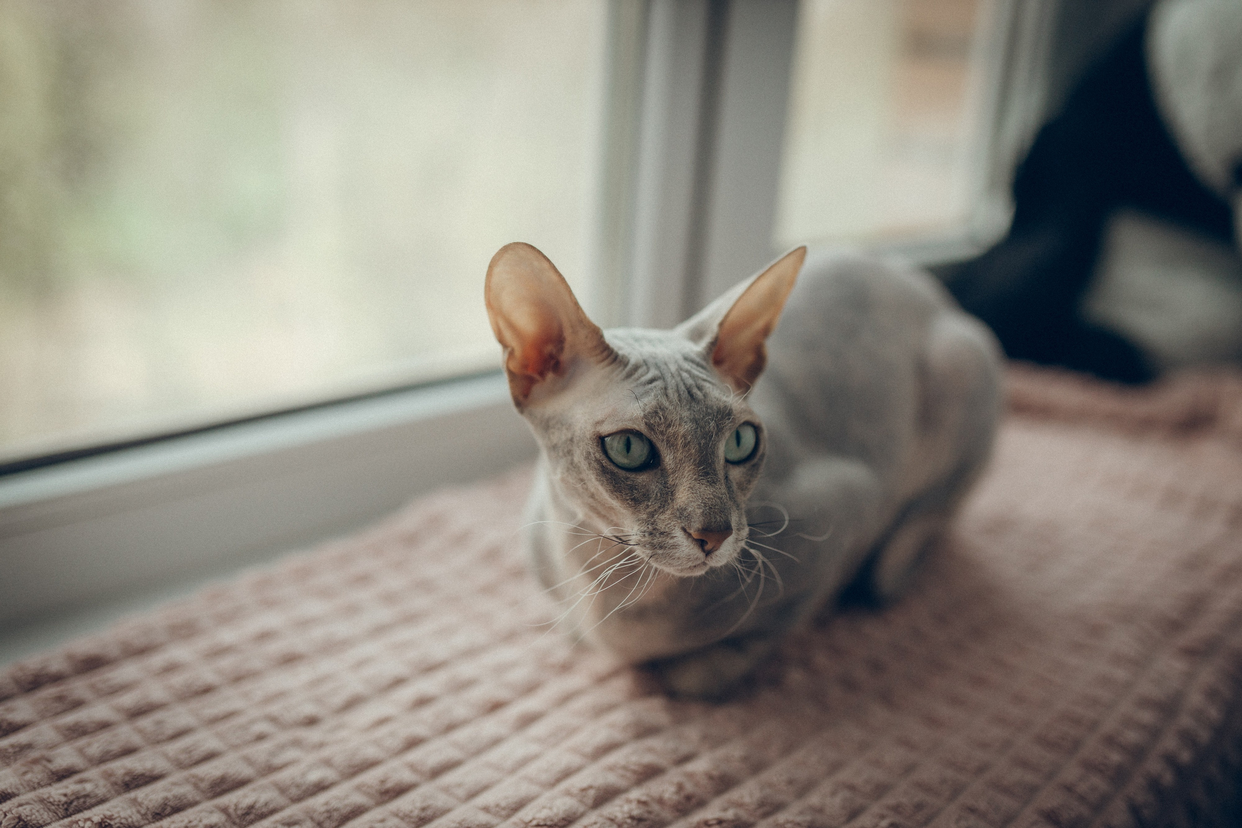 Света, Женя, Кирилл и Мышка. Семейный фотограф и фотограф на роды в Ростове-на-Дону Мухина Виктория
