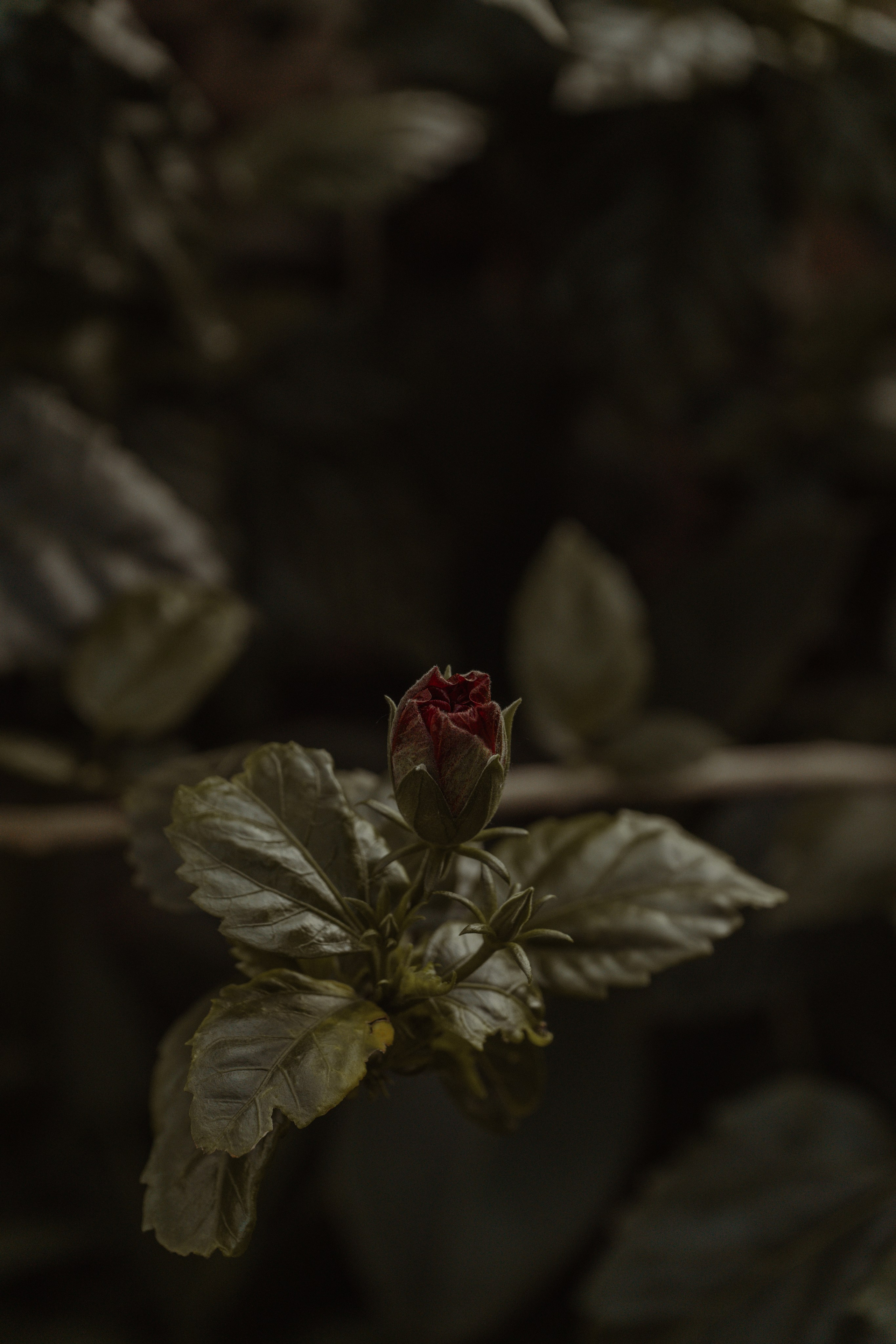 Глеб | Оранжерея Таврического сада. Фотограф предметной съемки, контент-фотограф, ретушер