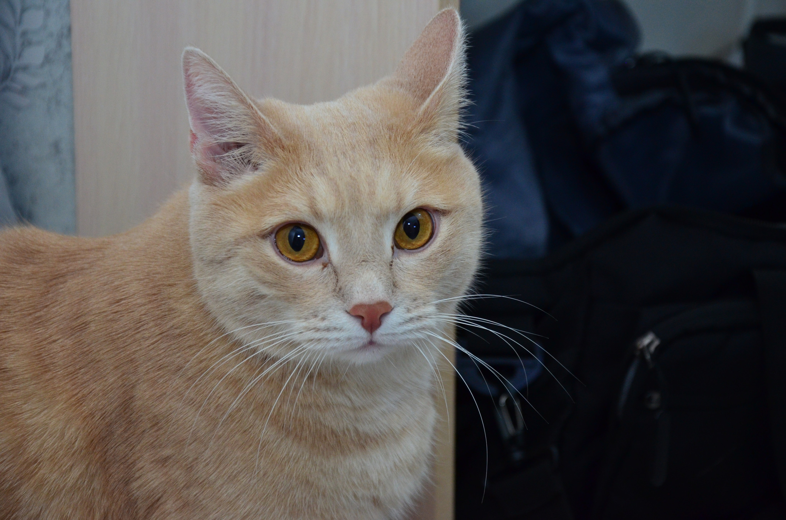 Портрет. Фотограф viktor viktor