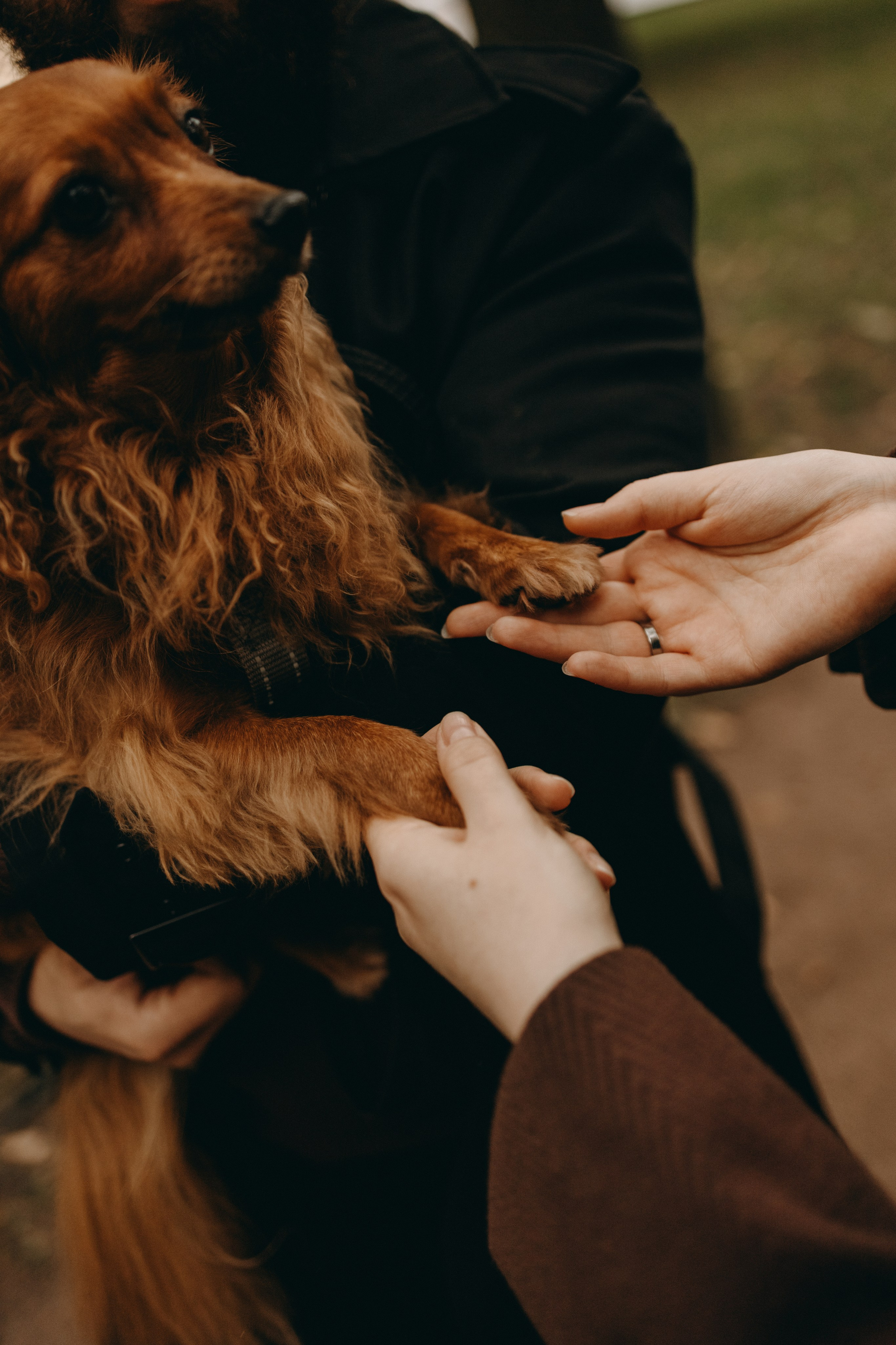 Жу и ее семья. Фотограф — Анималист | Санкт-Петербург