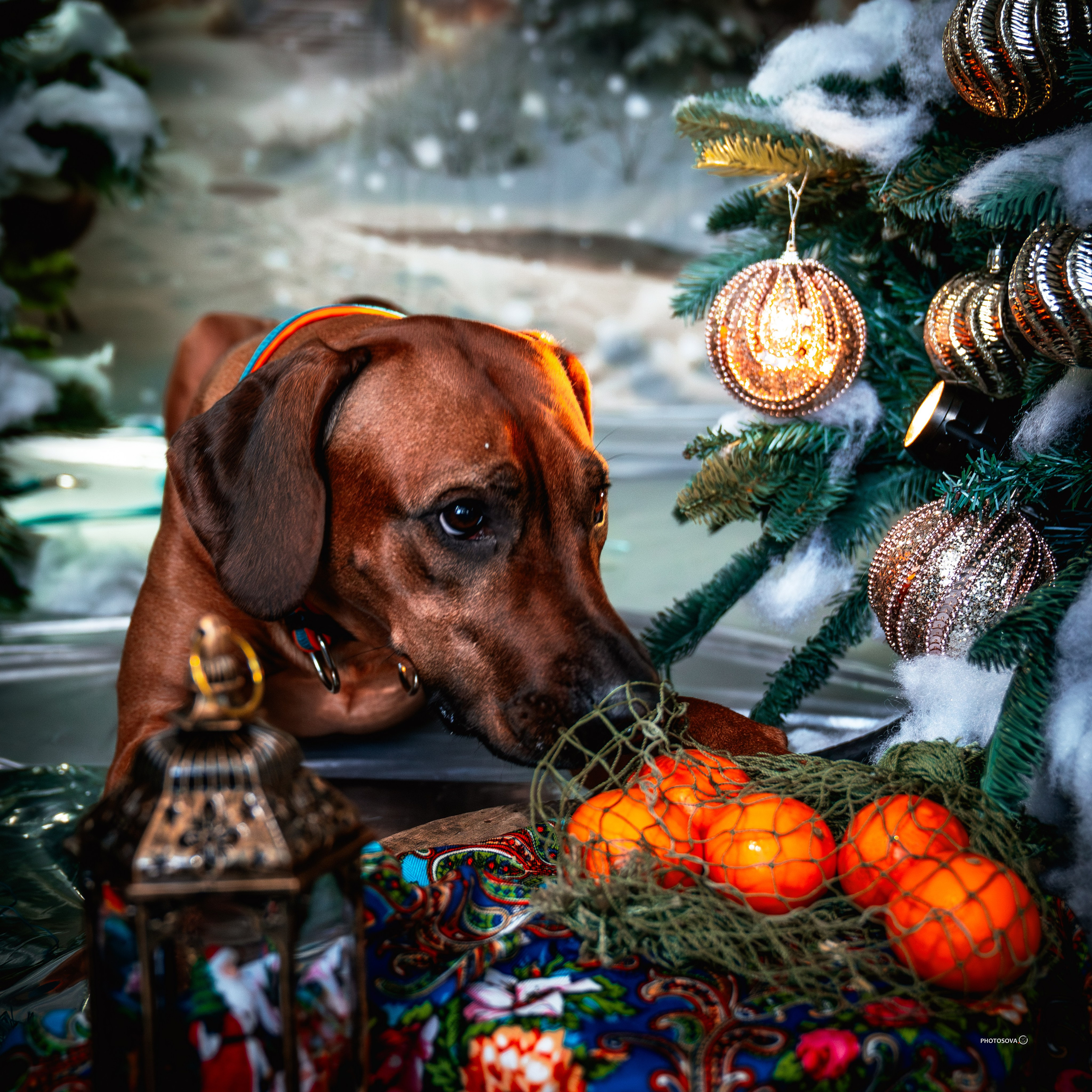 ФОТОПАМЯТЬ ВАШИХ ЭМОЦИЙ. Фотограф-анималист, семейный фотограф в Москве и Подмосковье. Фотосъёмка кинологических дисциплин