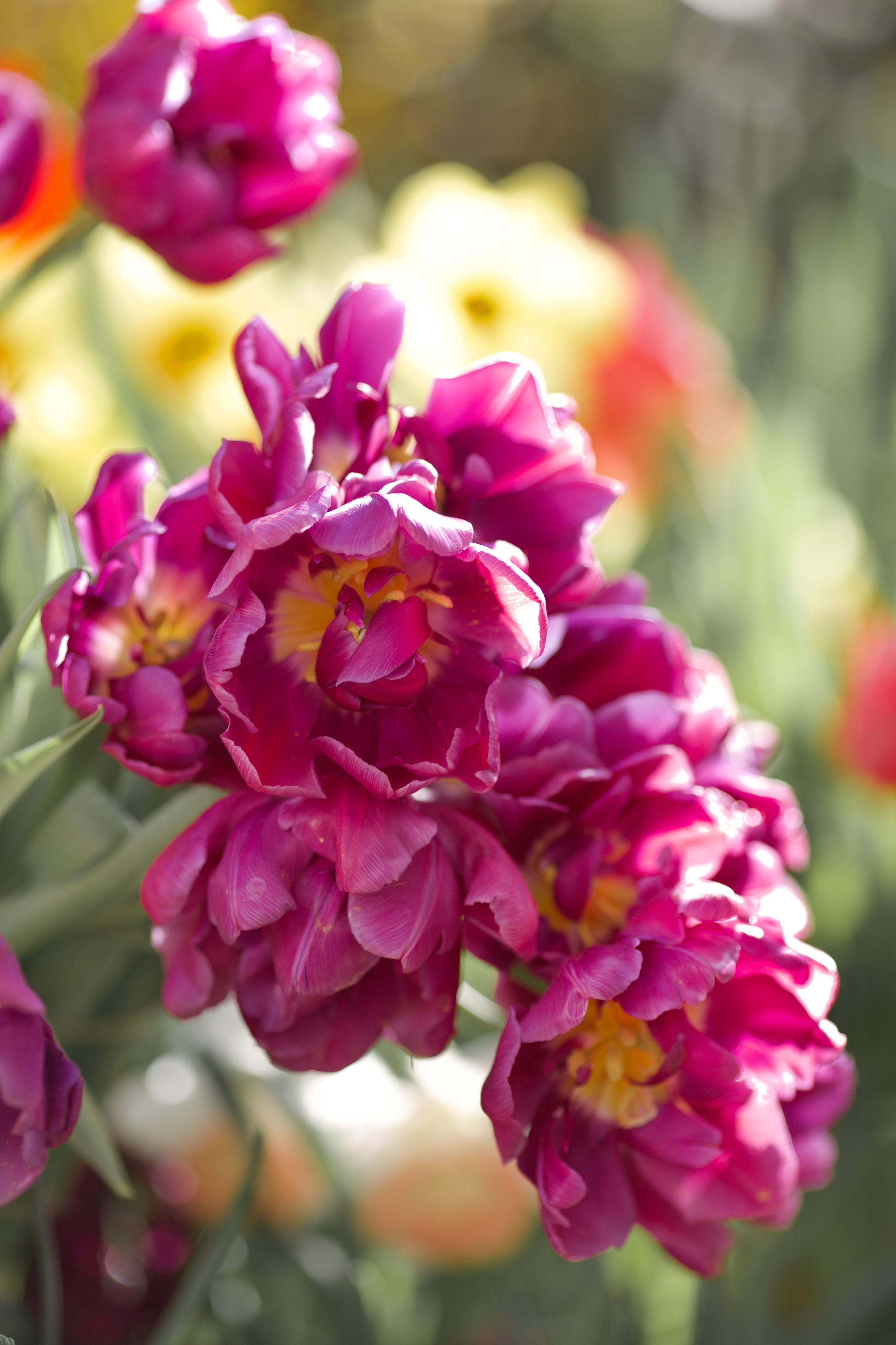 Чудесная природа. Школьные выпускные альбомы в Москве Марина Николаева