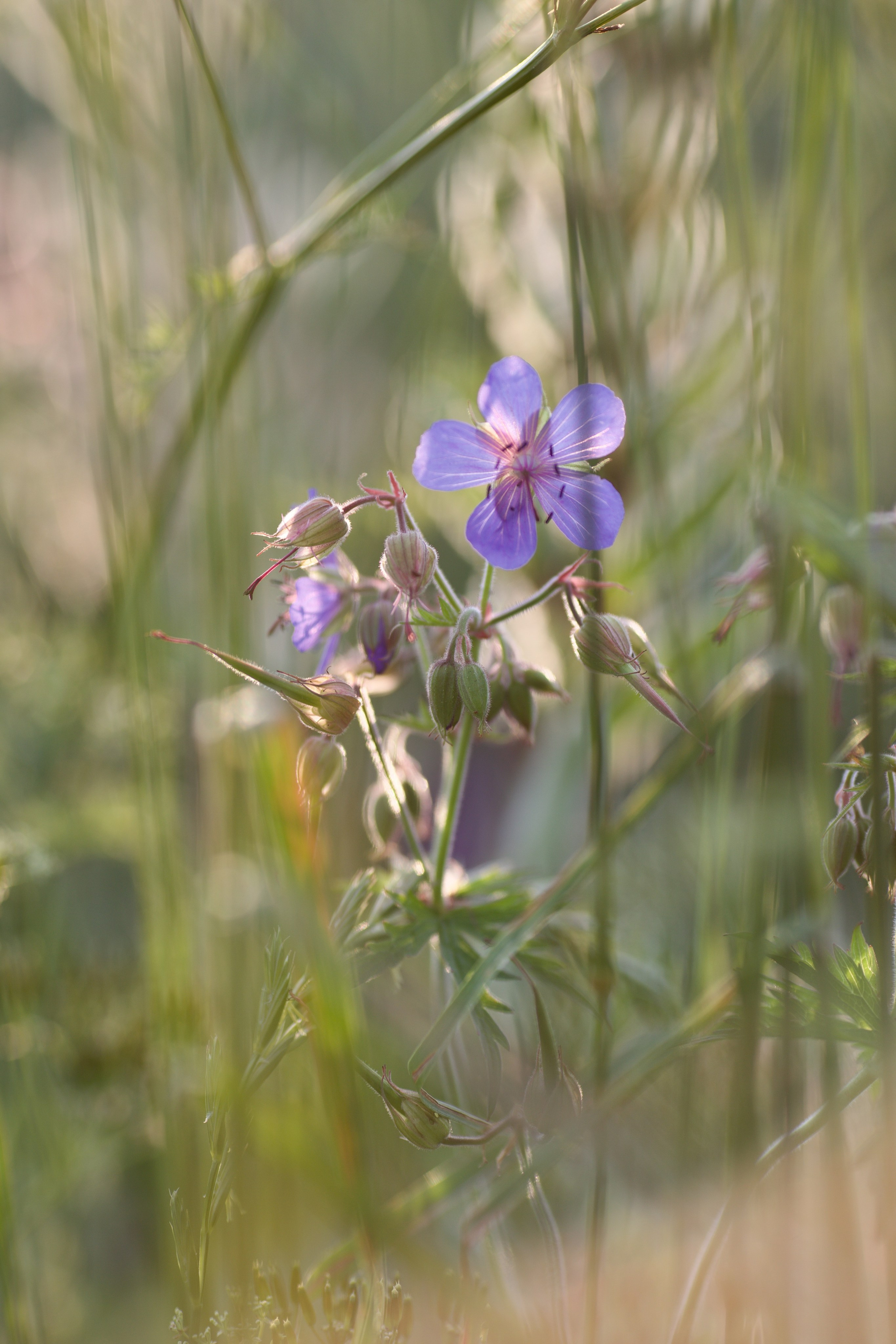 Чудесная природа. Школьные выпускные альбомы в Москве Марина Николаева