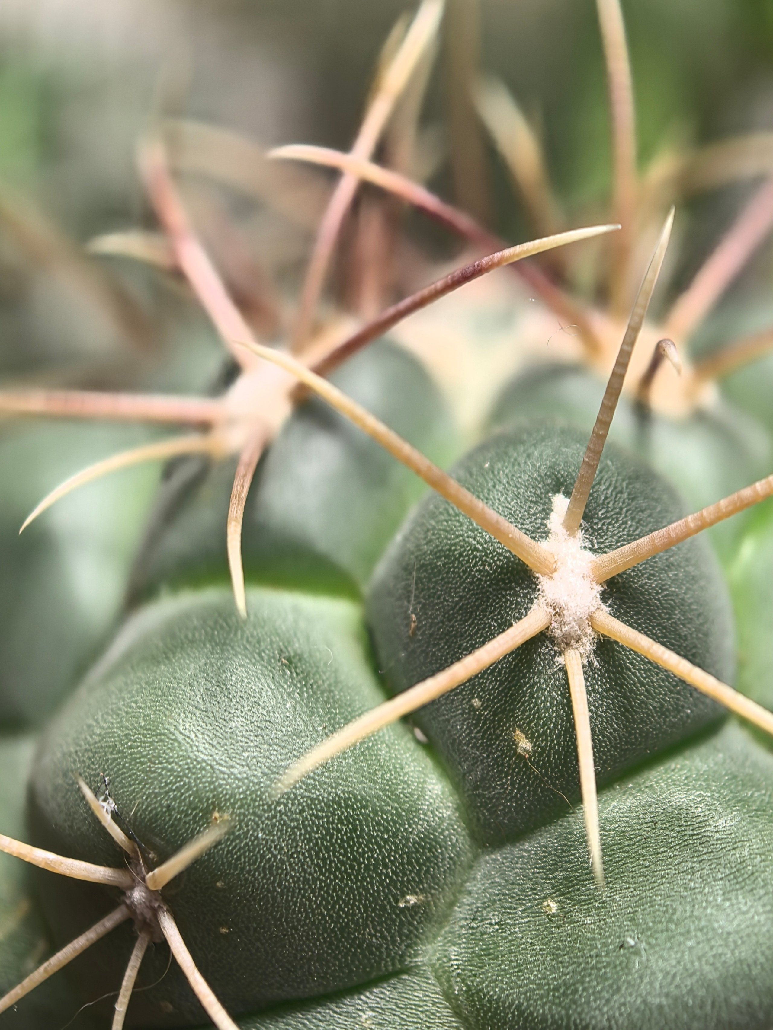 ПочтиМАКРО. Школьные выпускные альбомы в Москве Марина Николаева
