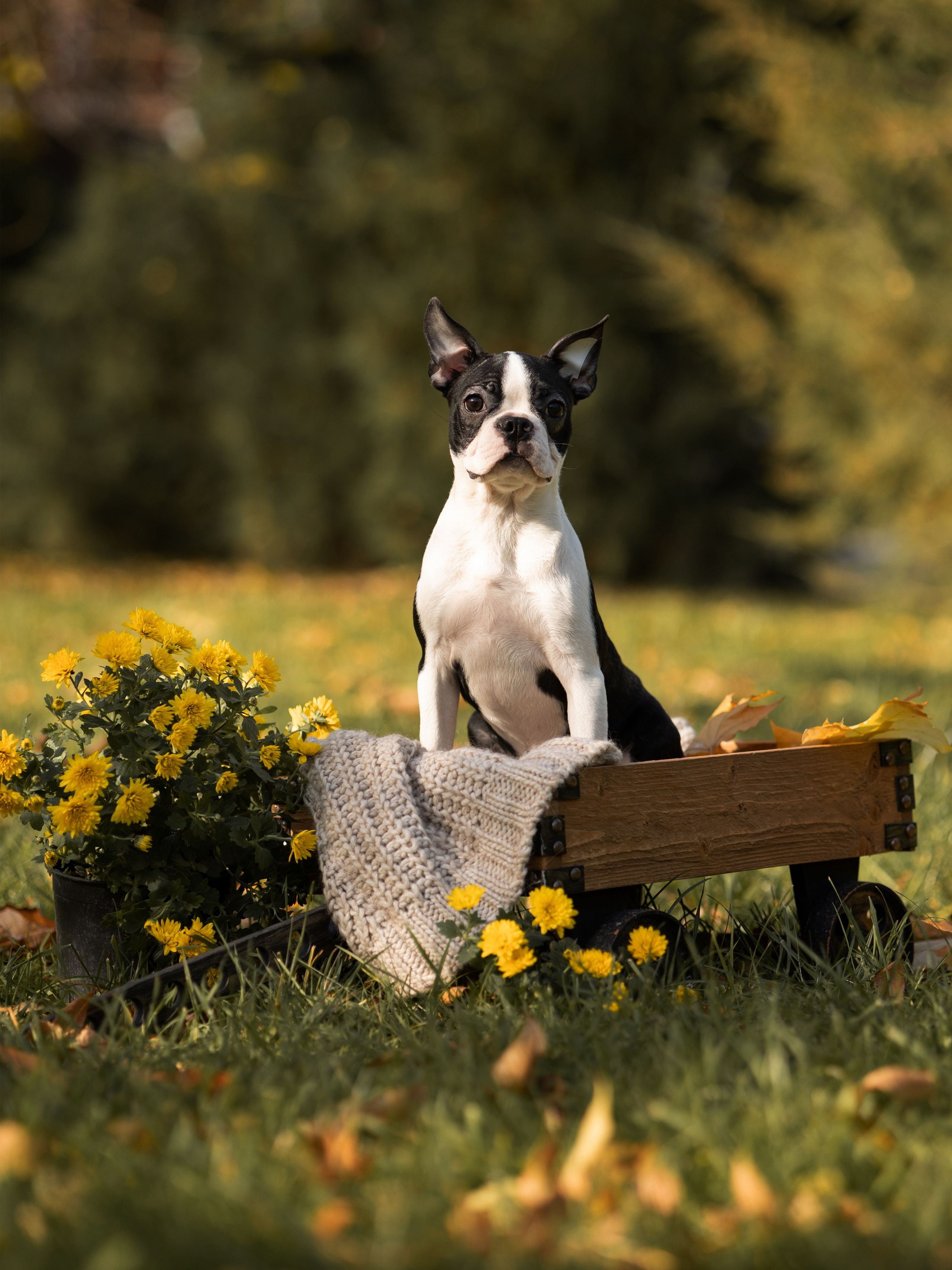 Щенки бостики. Главная