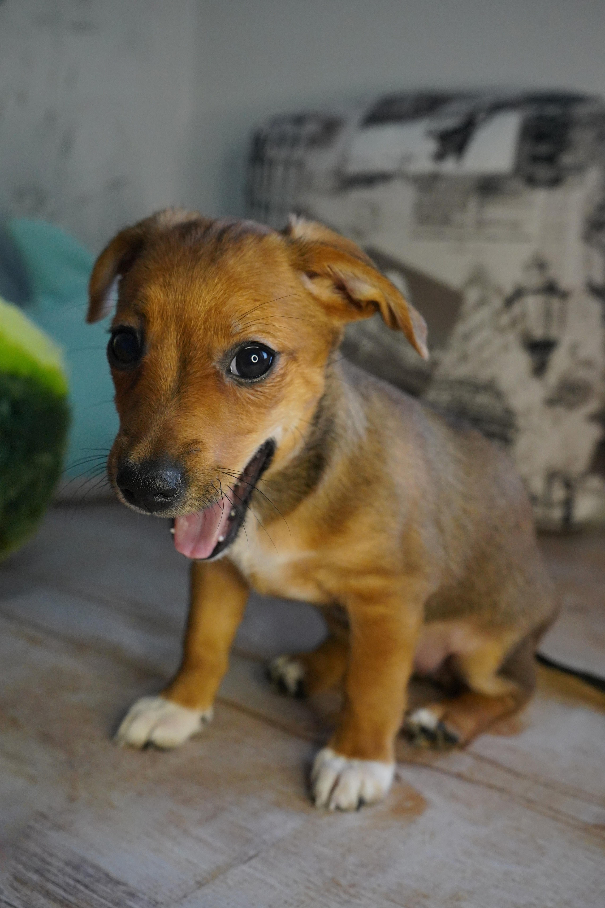 Фотосессии Пушистиков. Фотограф в Санкт-Петербурге Виктория Барышникова