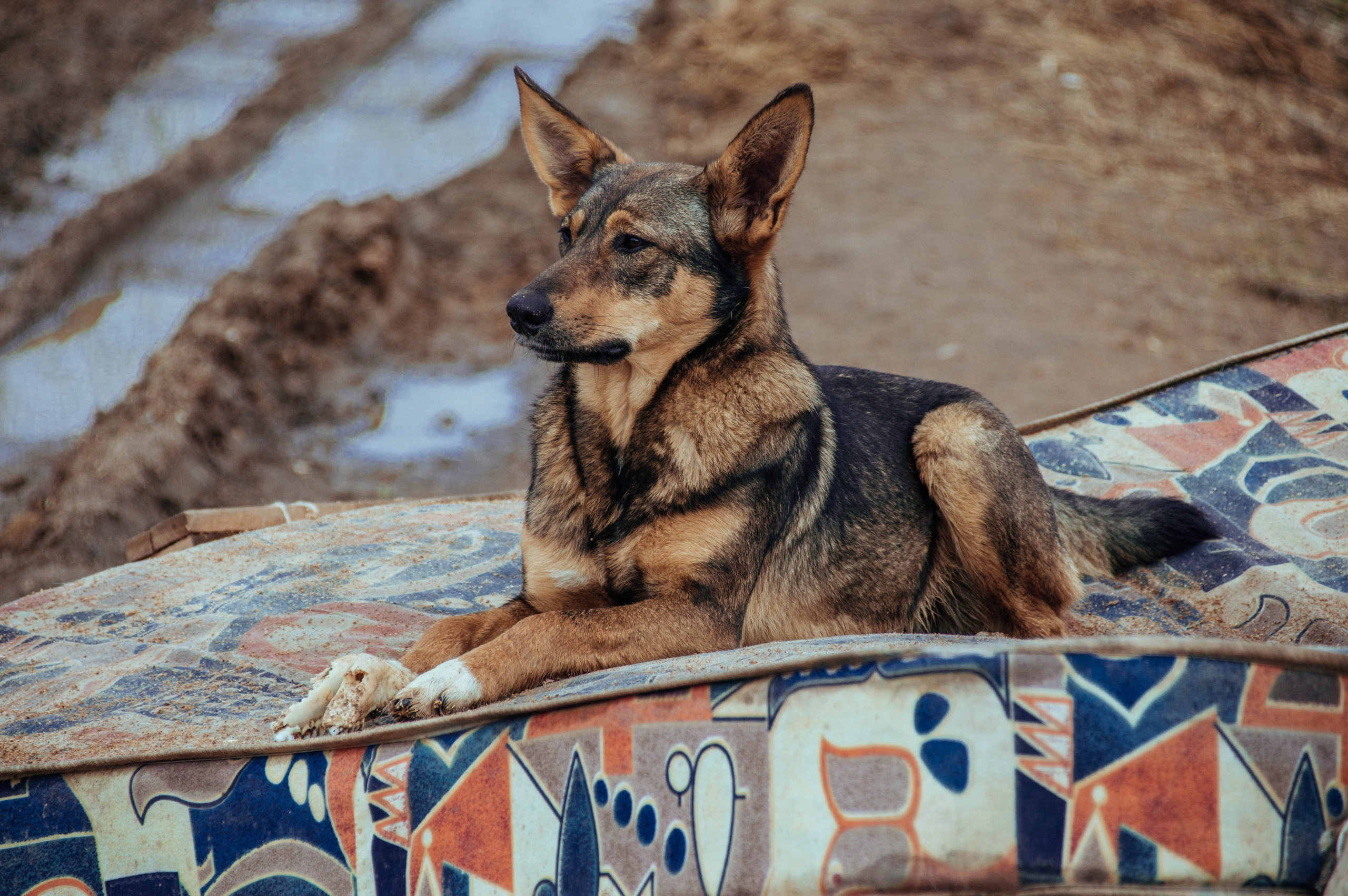 Приют «Дом Добра». Индивидуальный фотограф в Москве