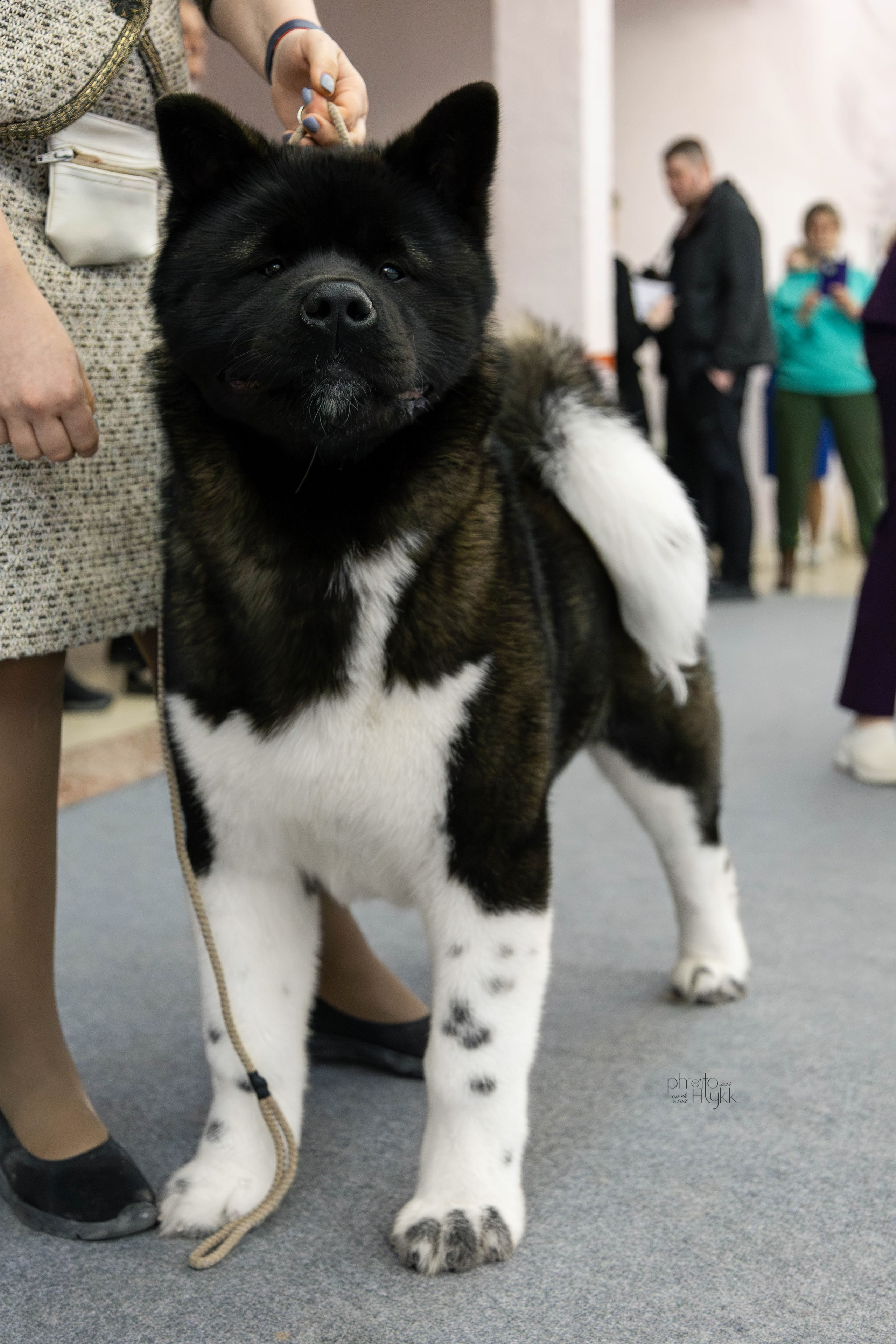 31 марта 2024, Выставка РКФ, г. Пермь. Htykk_photo