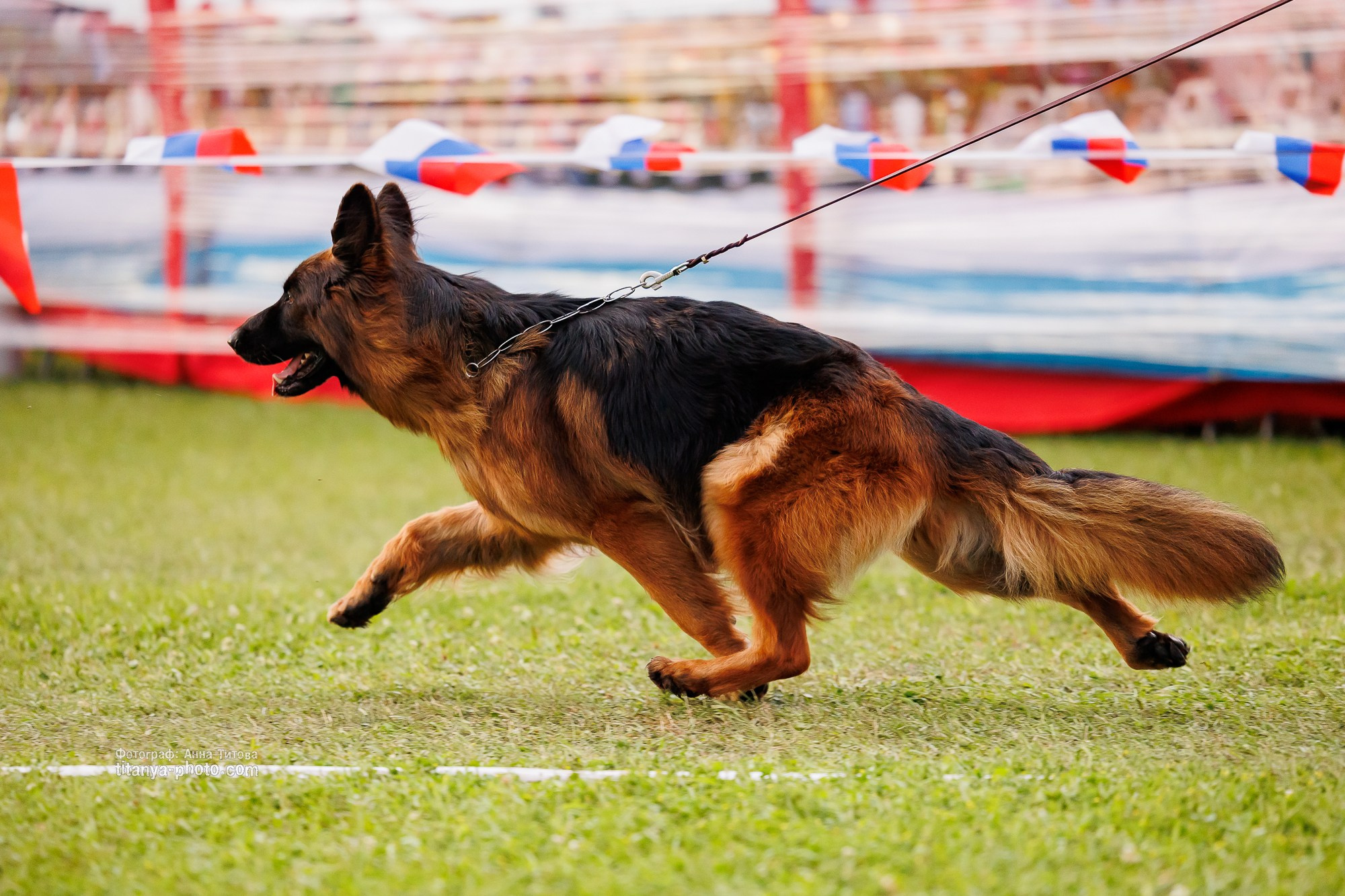 Немецкие овчарки: фото из рингов и вне ринга, мутпроба (фотографии с выставок). Фотограф собак, фотограф-анималист Аня Титова (Titanya). Москва