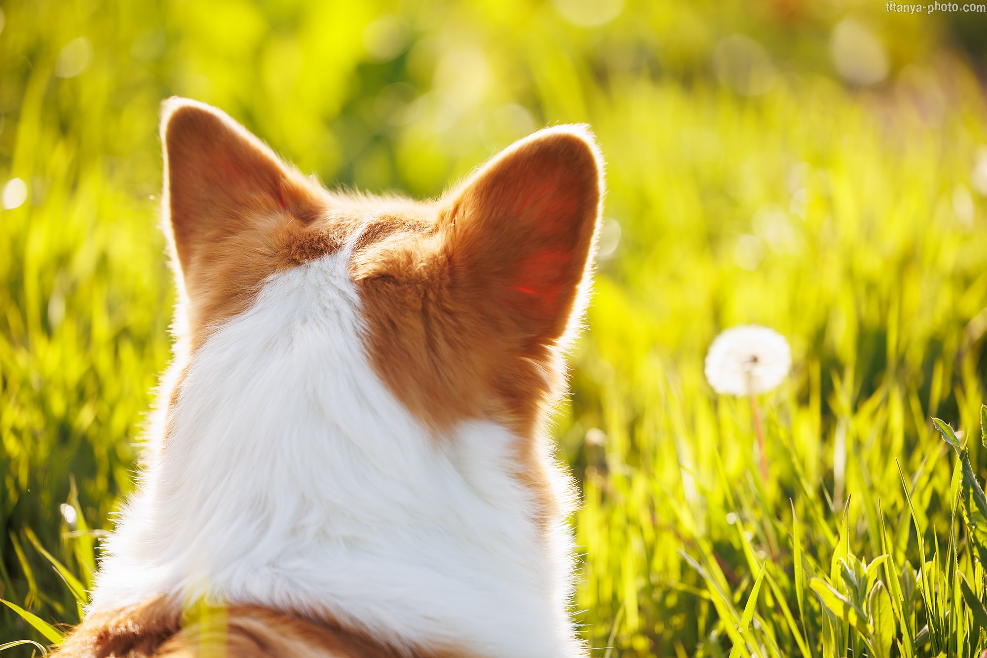 Фотография собак, фотограф-анималист Москва. Фотограф собак, фотограф-анималист Аня Титова (Titanya). Москва