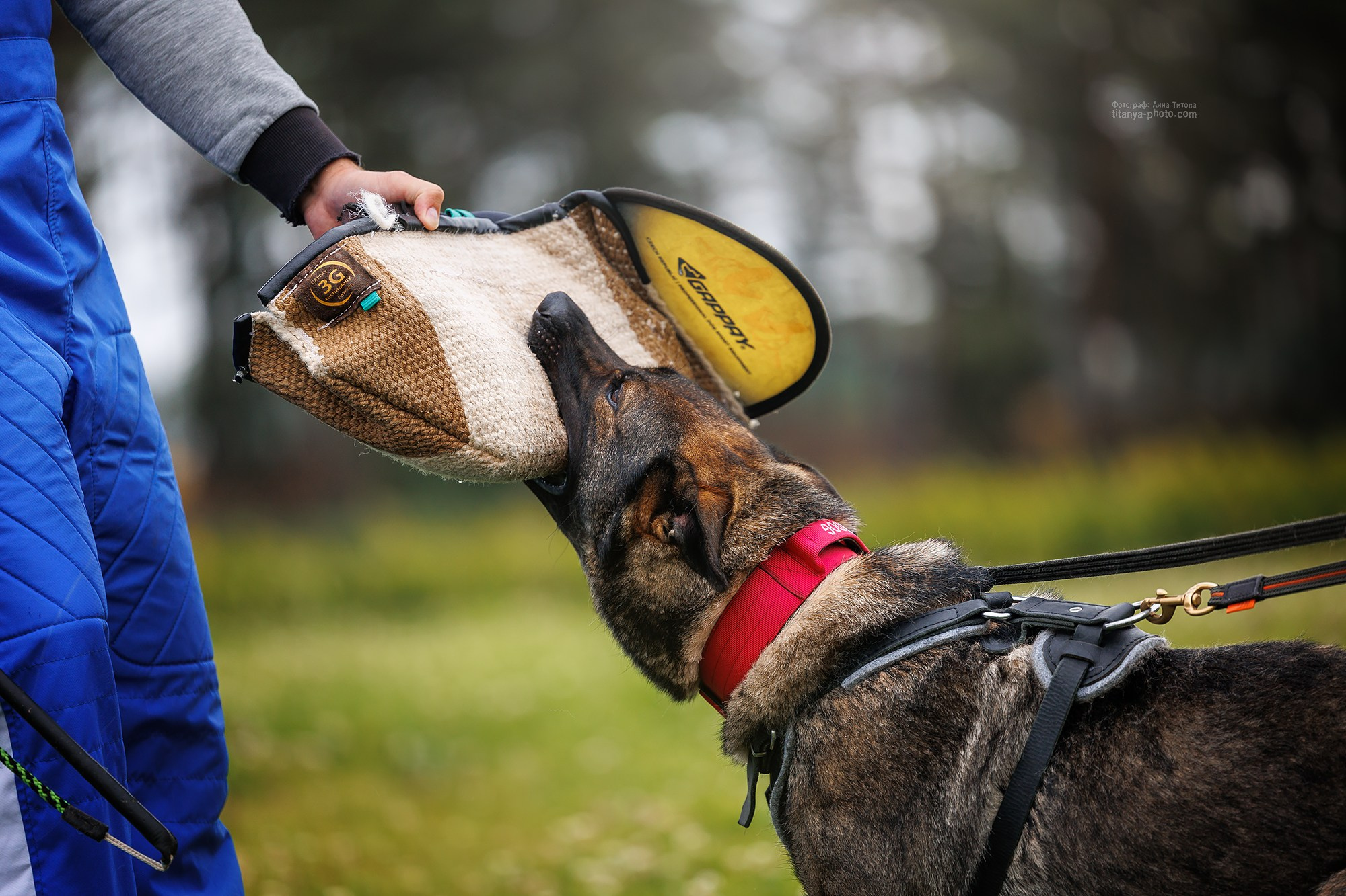 Тренировка по защите в питомнике немецких овчарок «Легенда Волги». Фотограф собак, фотограф-анималист Аня Титова (Titanya). Москва