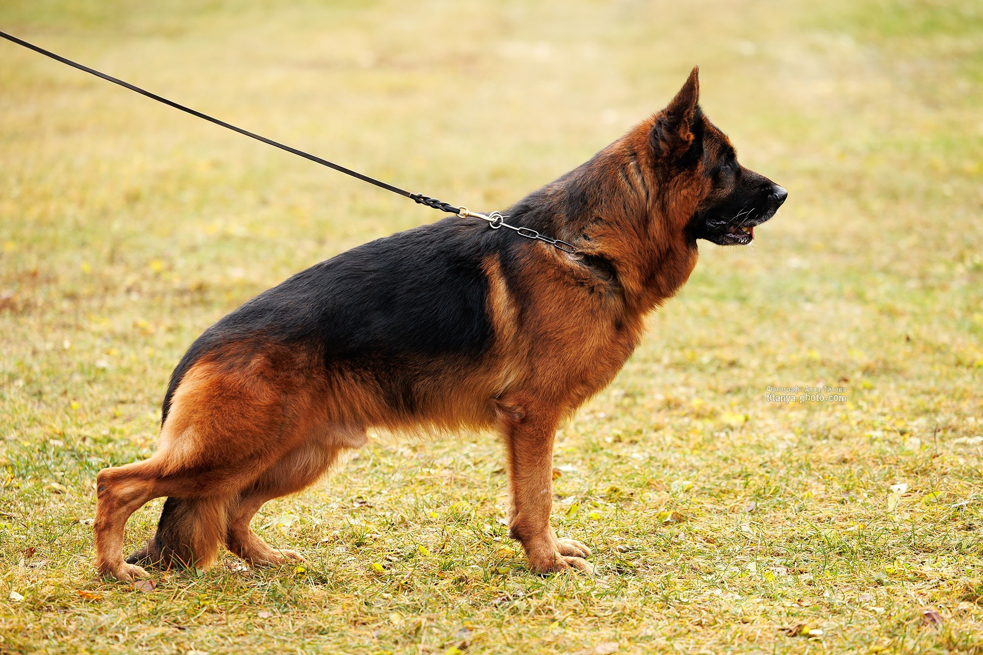 Экстерьерная фотосъёмка немецких овчарок. Фотограф собак, фотограф-анималист Аня Титова (Titanya). Москва