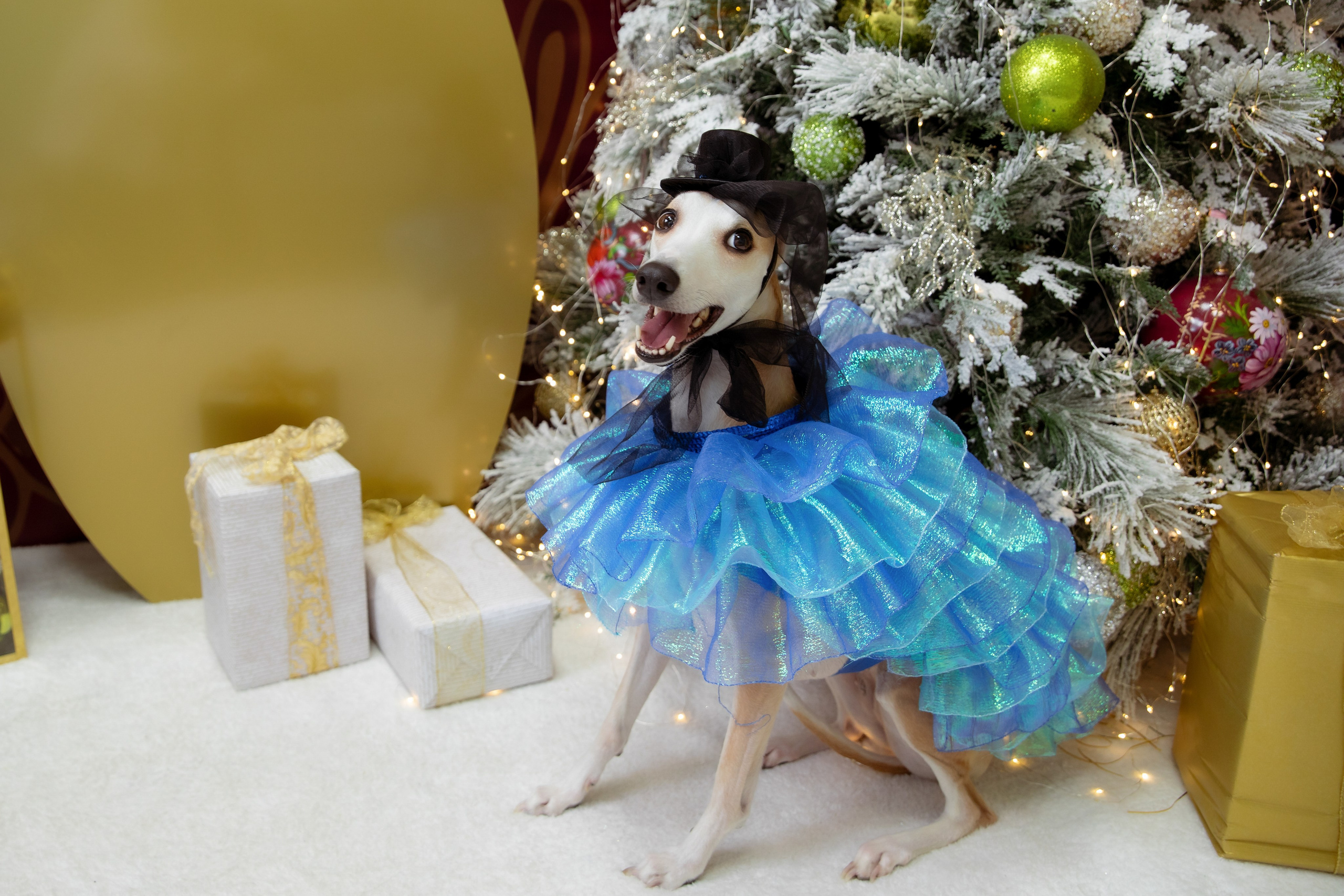 Фотосъемка фотосессия домашних животных собак кошек в Сургуте, пгт.Федоровский