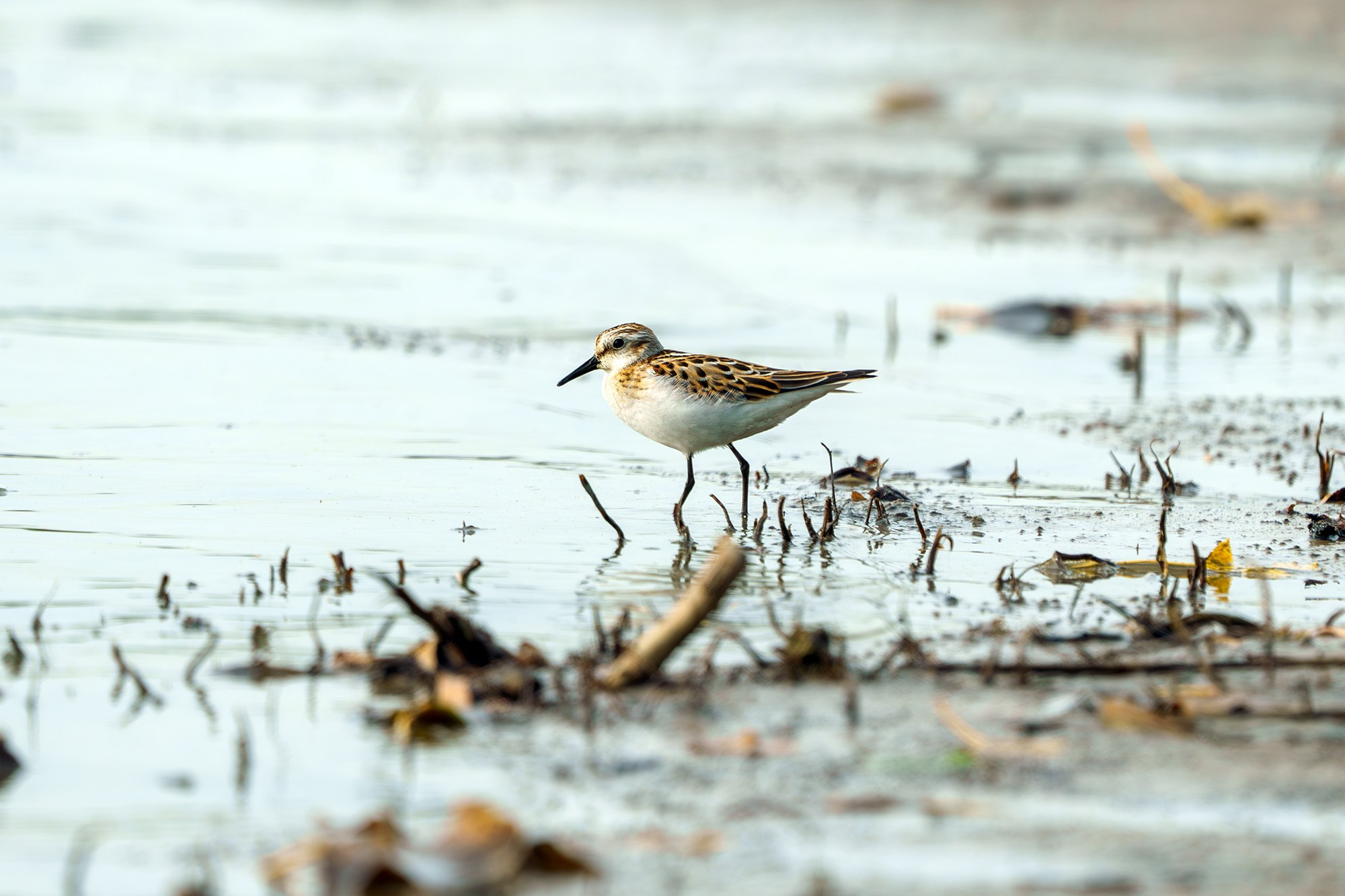 Удивительные мир птиц. Вокруг нас столько прекрасного — присмотритесь!. Ваш личный фотограф Марина Волкова