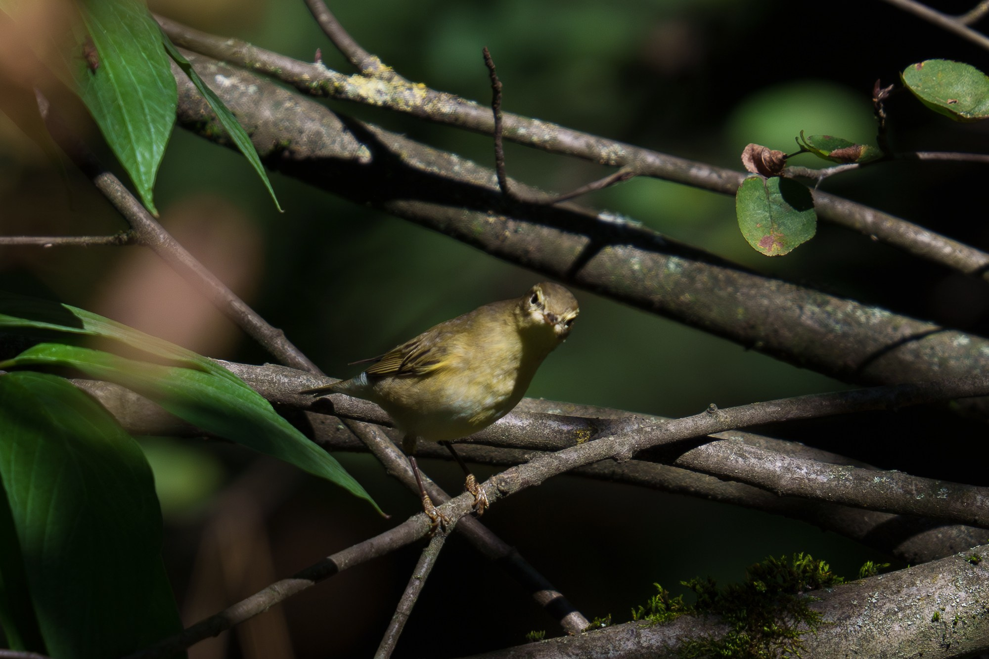 Удивительные мир птиц. Вокруг нас столько прекрасного — присмотритесь!. Ваш личный фотограф Марина Волкова