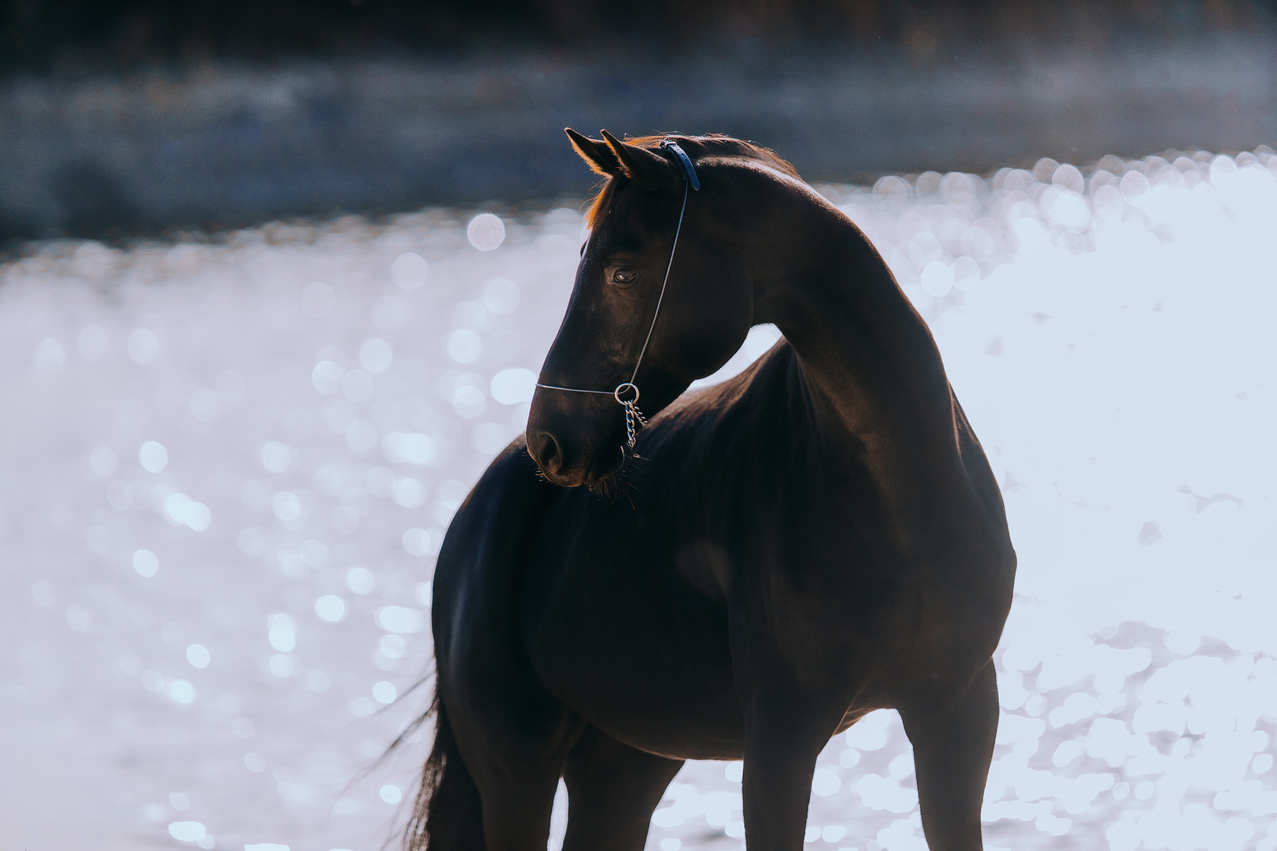 На природе. Фотограф-анималист Ксендзова Кристина