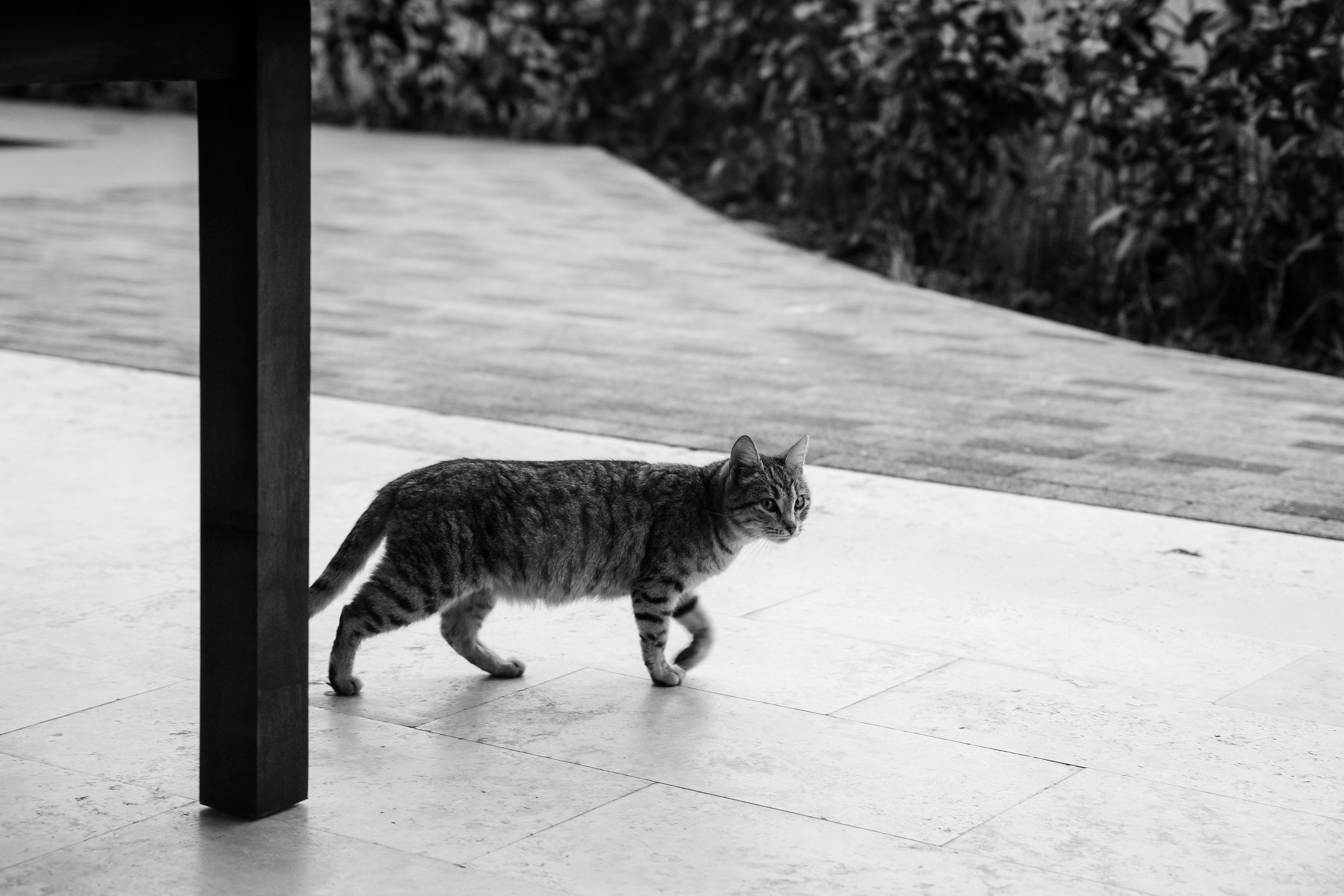 #ДАВСОЧИ. Свадебный  фотограф Юлия Гривцова Москва