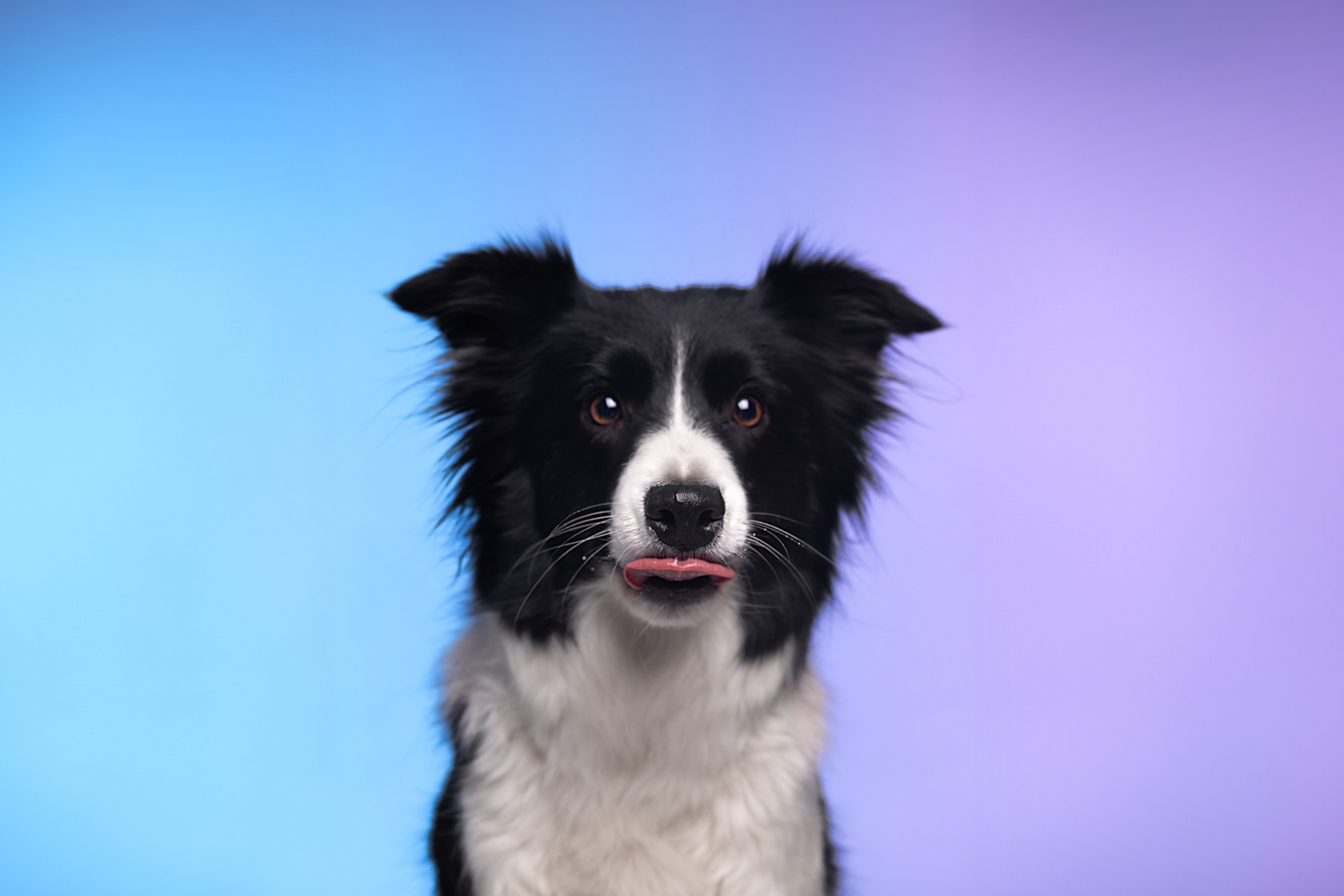 Неон. Фотограф анималист Кристина Карпова, Москва