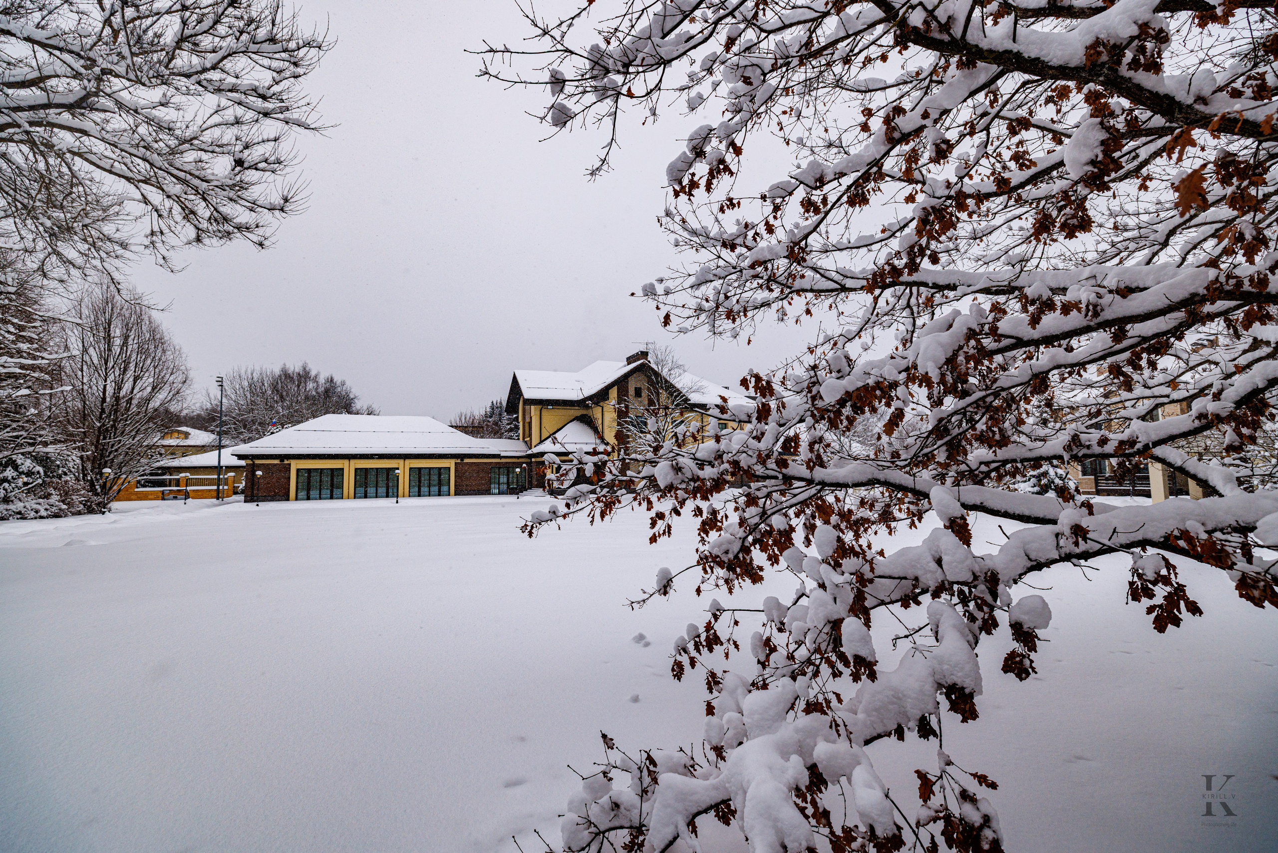 Природа 31 Декабря 2025 года. Клены. Фотографирую жизнь! Московский фотограф волонтер