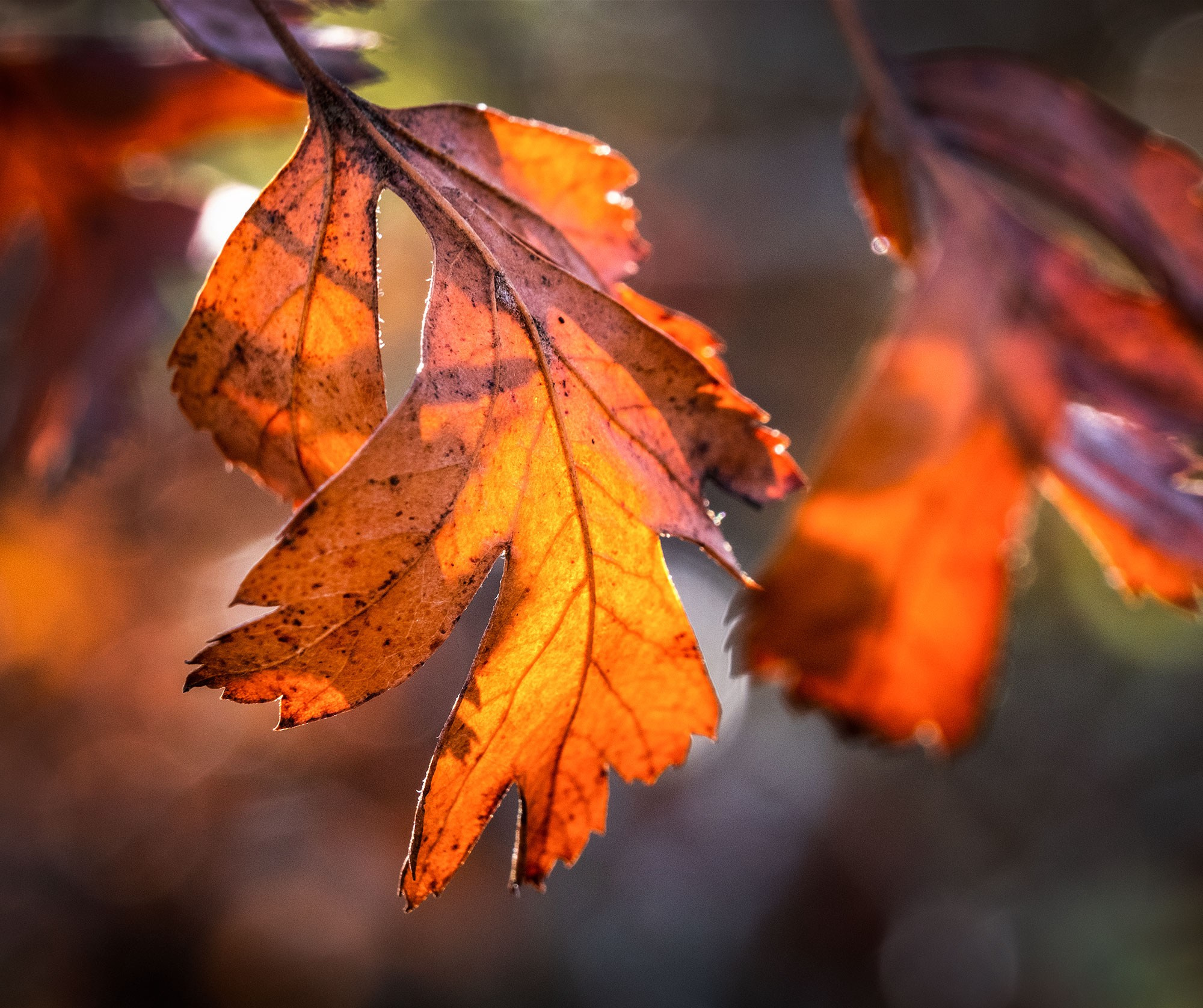 Свадебный фотограф в Геленджике