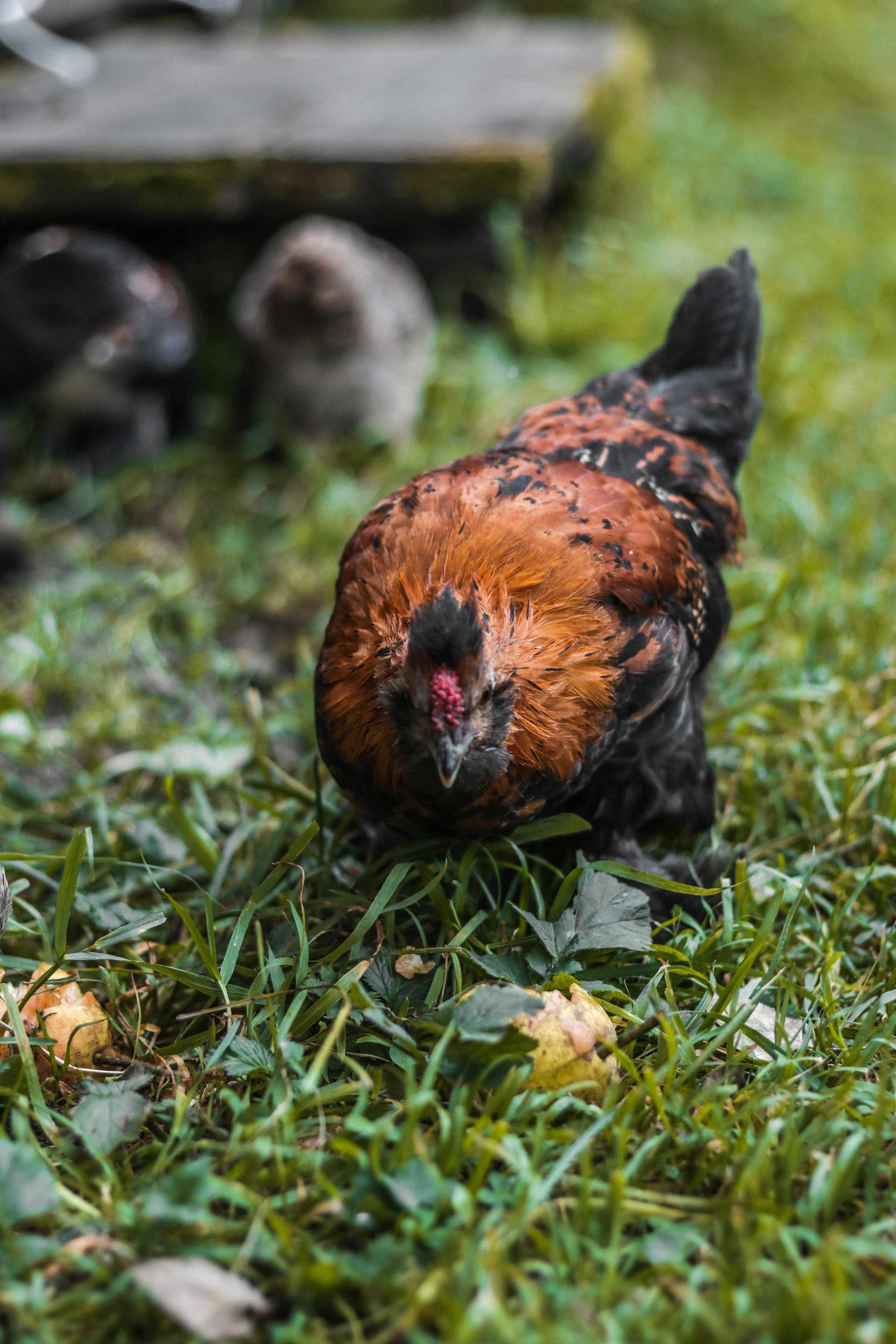 «Сад пионов» эко-отель, респ. Алтай. Контент фотограф Дмитрий Борисов