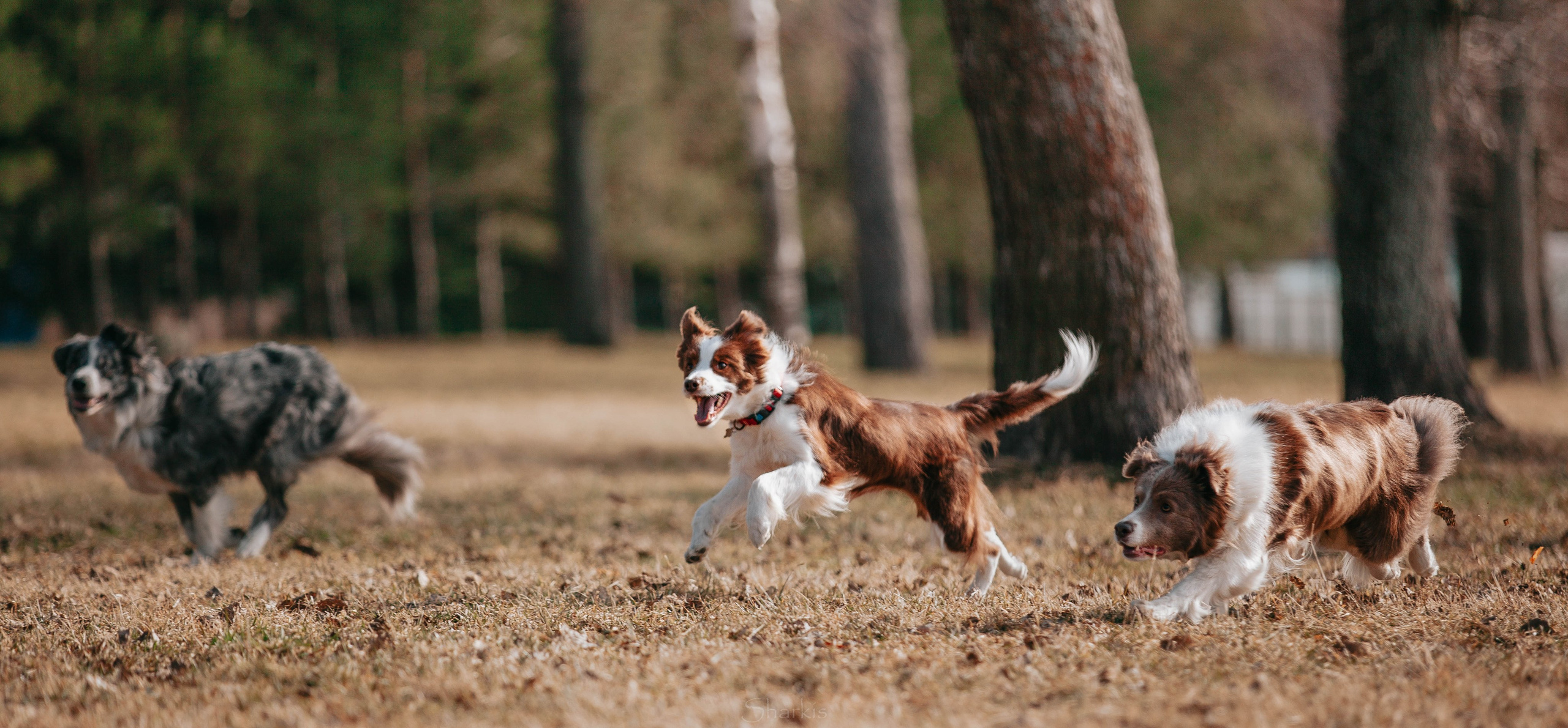 Бордюха, Лора, Берта, Мета. Главная